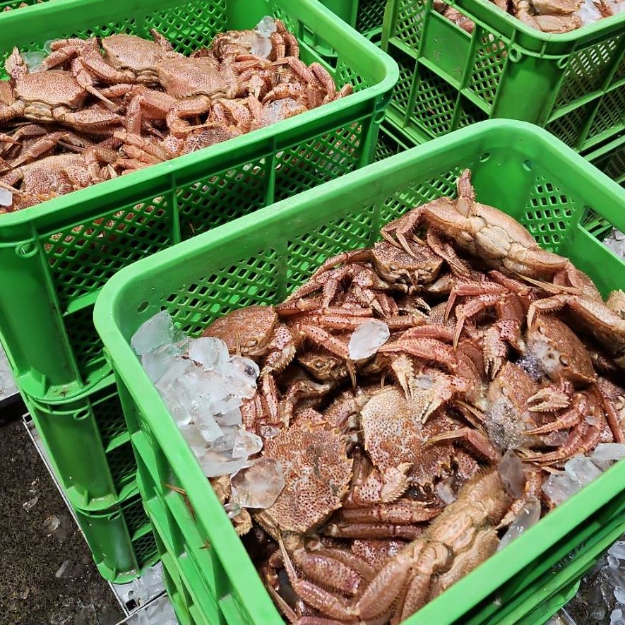毛ガニ（魚介類＞カニ）の産地直送商品一覧（通販・お取り寄せ