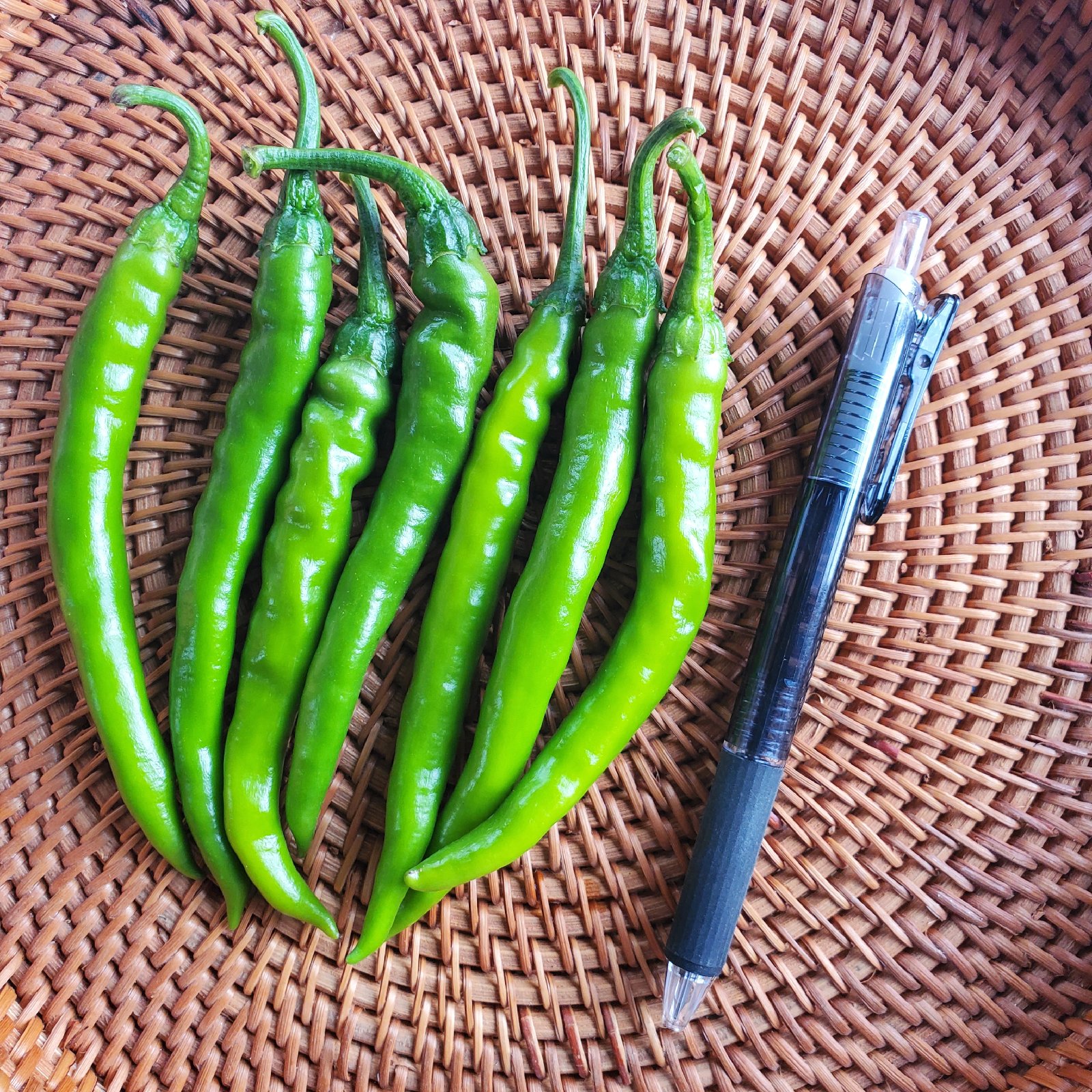 激辛青唐辛子 1kg 北海道産 | 野菜/スパイス 産直アウル 農家から直接