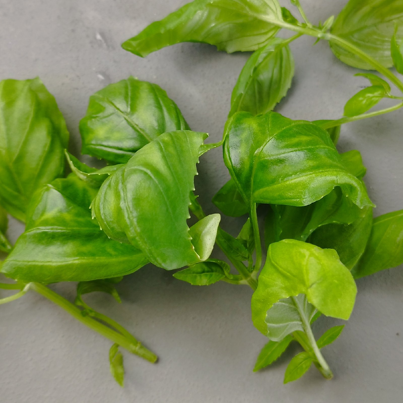 無農薬】フレッシュバジル 150g ｜ 野菜/ハーブ 産直アウル 農家・漁師