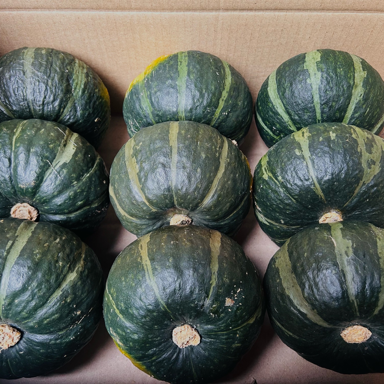 北海道産坊ちゃんかぼちゃ9玉 ｜ 野菜/かぼちゃ 産直アウル 農家・漁師