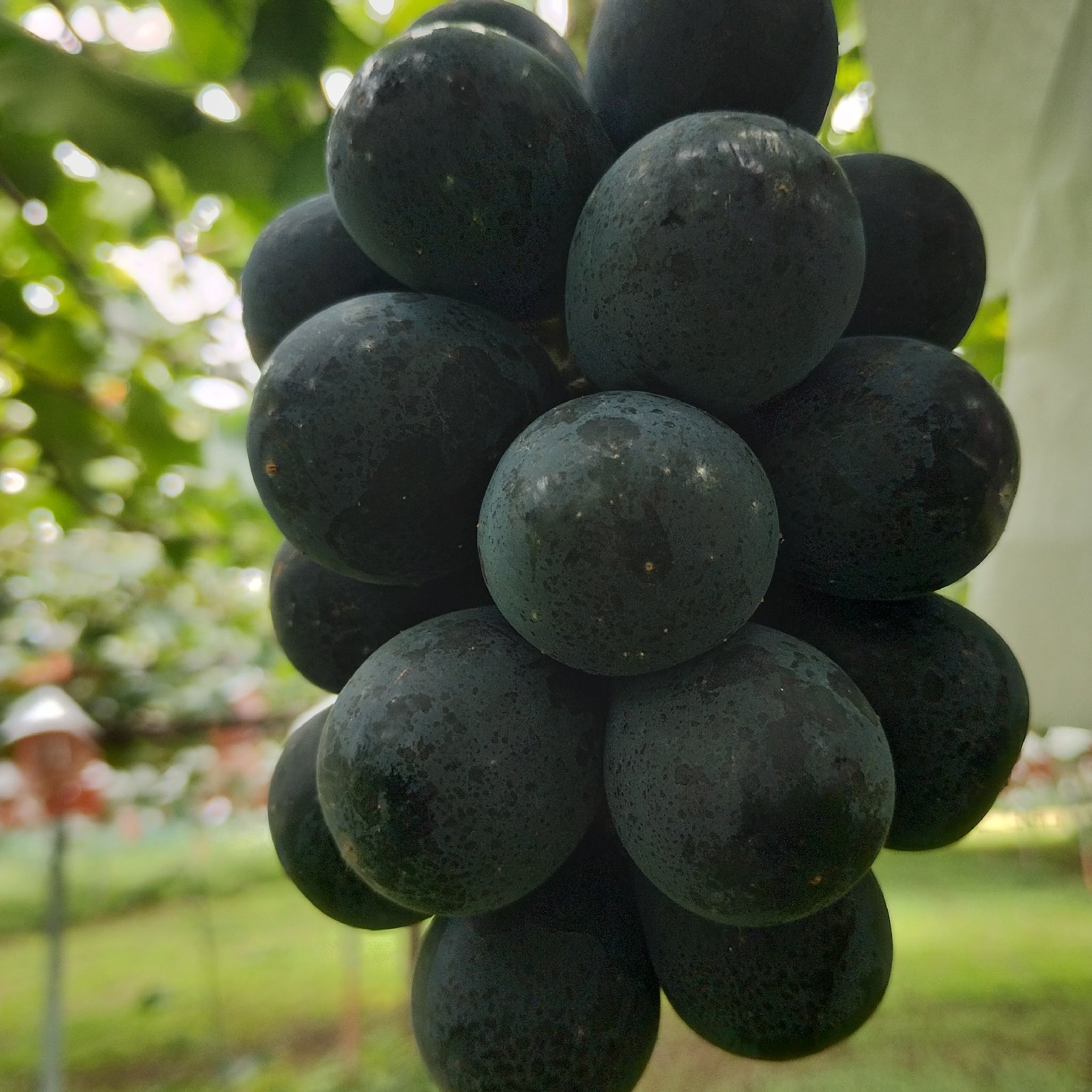 ナガノパープル1.3kg ｜ 果物/ぶどう 産直アウル 農家・漁師など生産