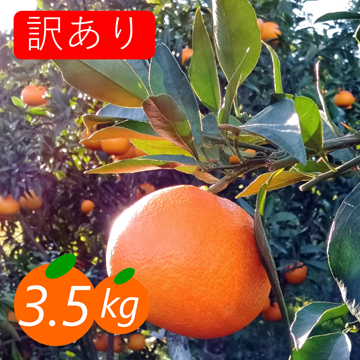 kaoruさんが 愛咲果樹園 の 【訳あり】まどんな 3.5kg みんなトリコに