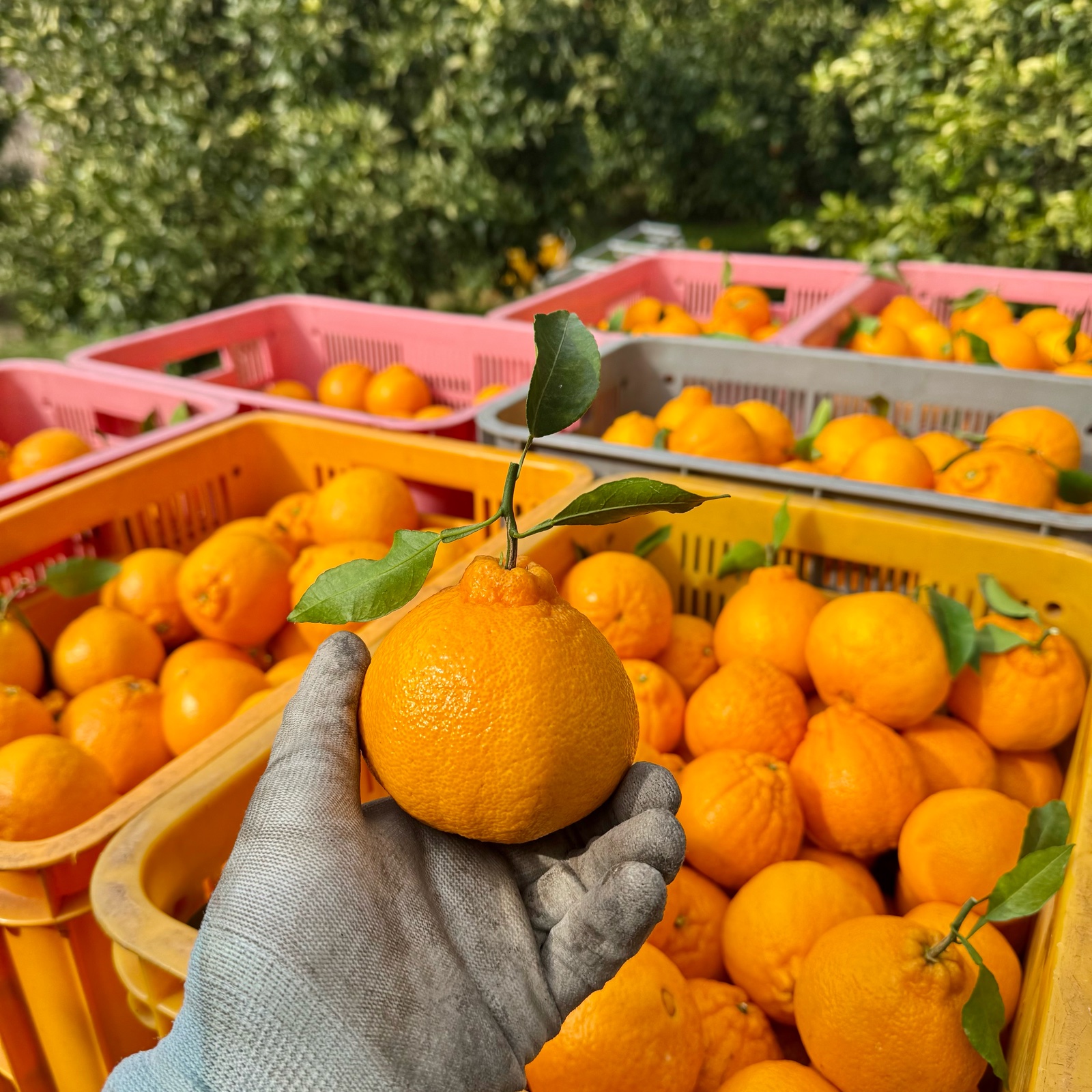 不知火デコ 4.5キロ | 果物/オレンジ・その他みかん 産直アウル 農家