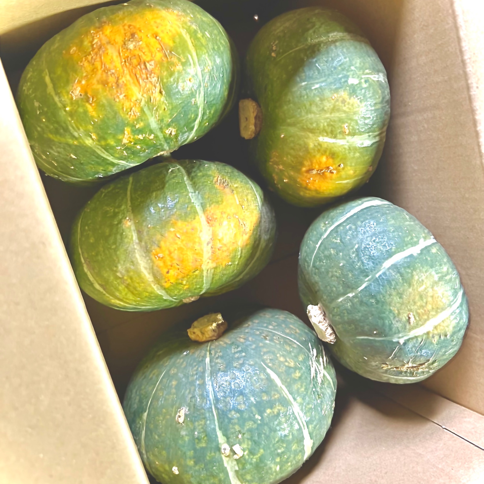 その他かぼちゃ（野菜＞かぼちゃ）の産地直送商品一覧（通販・お