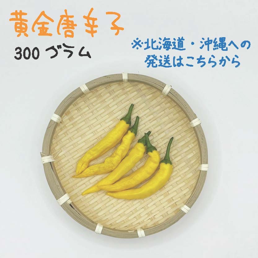 北海道・沖縄専用】黄金唐辛子 約300g 宮崎産 完熟 フレッシュ 収穫後