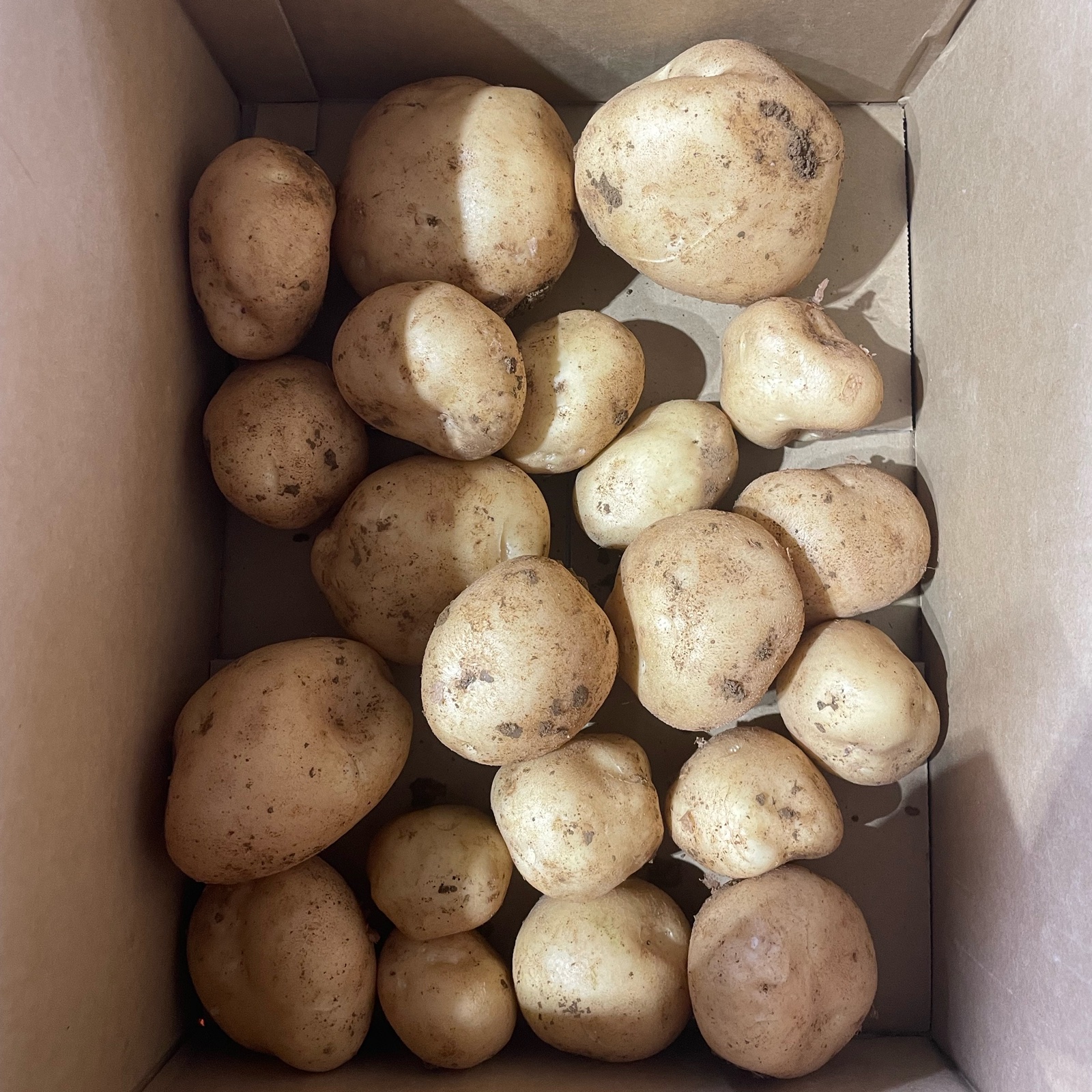 徳之島産ジャガイモ にしゆたか ｜ 野菜/じゃがいも 産直アウル 農家
