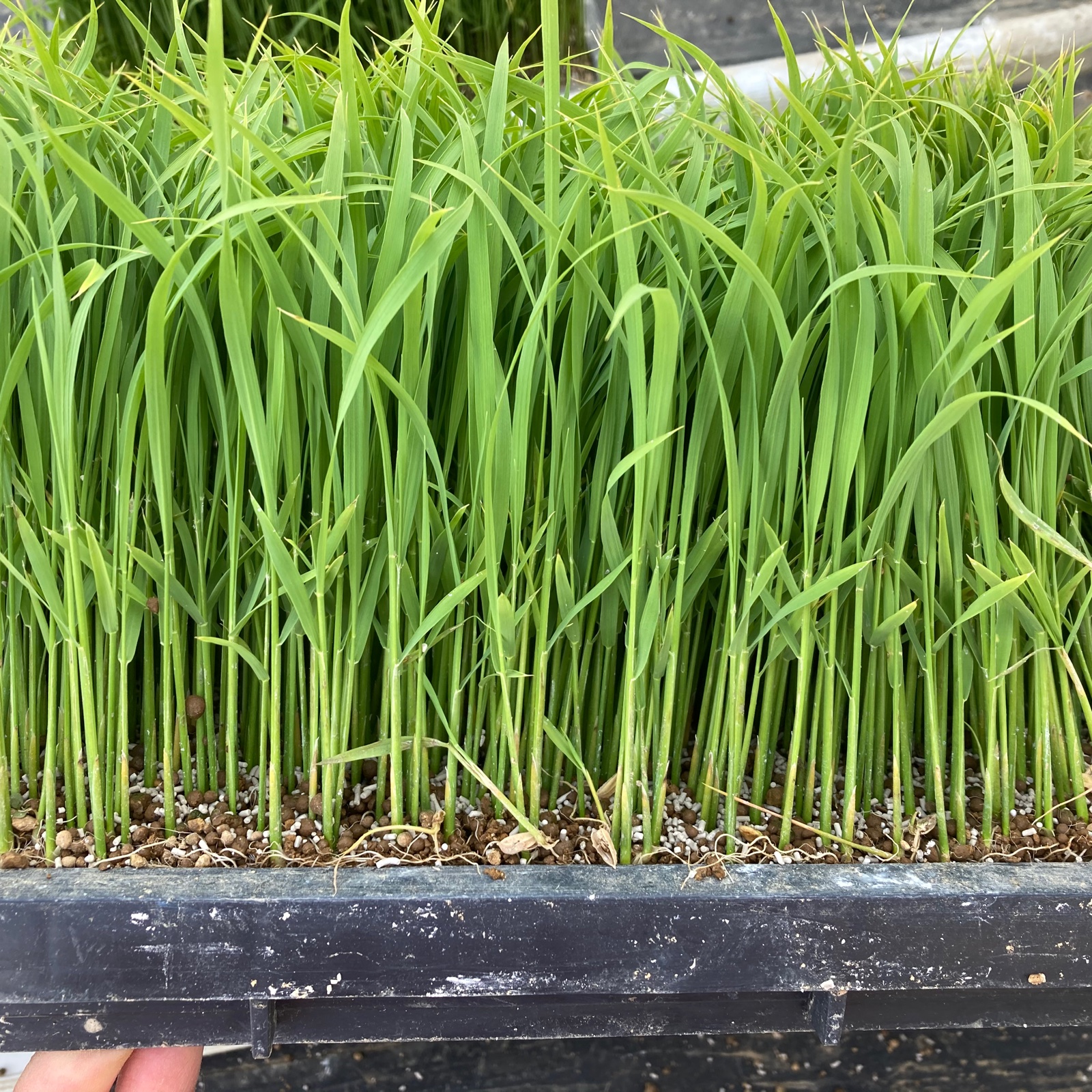 令和4年産【いのちの壱】白米4kg(2kg×2袋) | 米・穀物/米/精米 産直