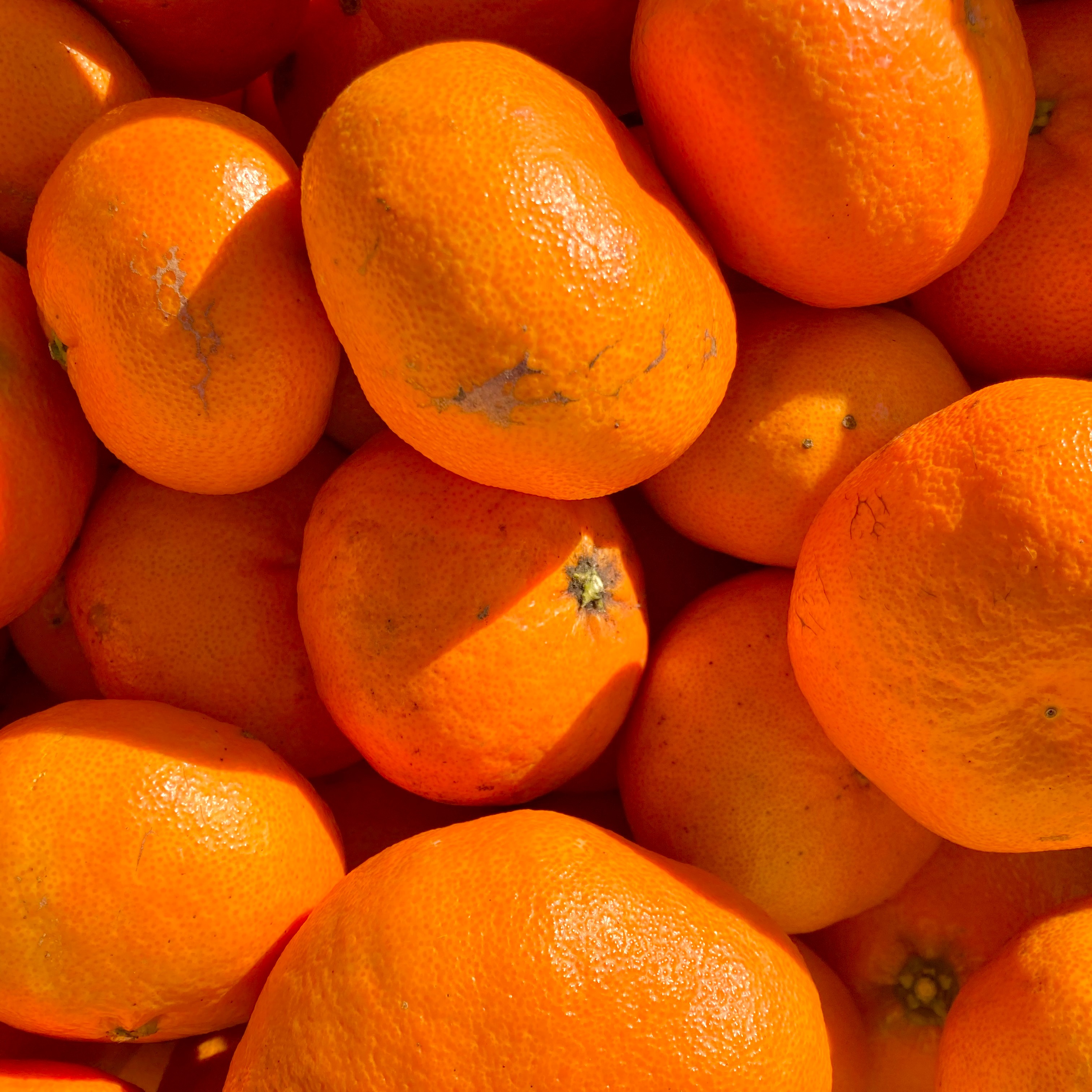 訳あり】甘平 3kg【濃厚な甘さとプチプチ果肉】 | 果物/オレンジ