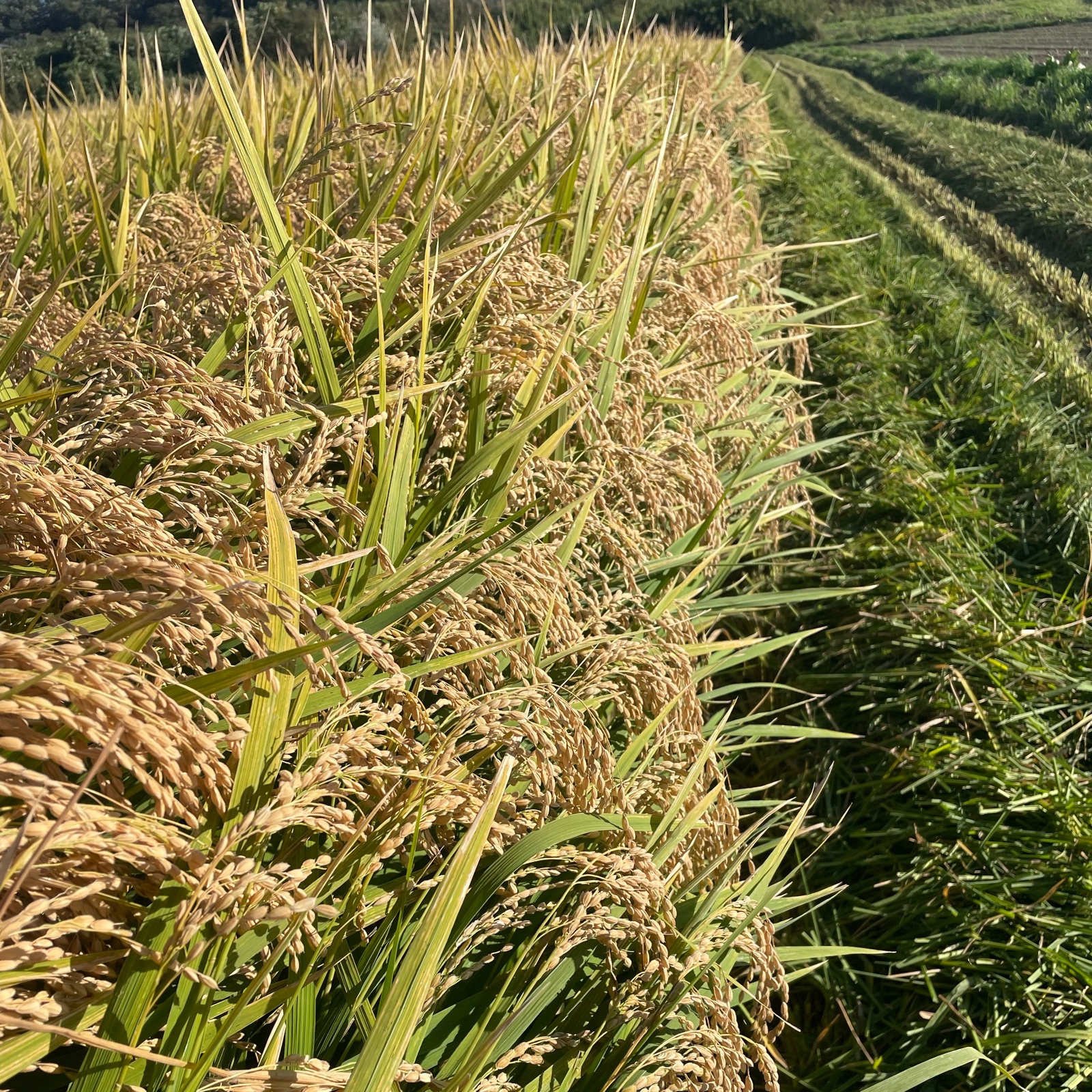 令和7年度産新米青森県産のまっしぐら | 米・穀物/玄米 産直アウル