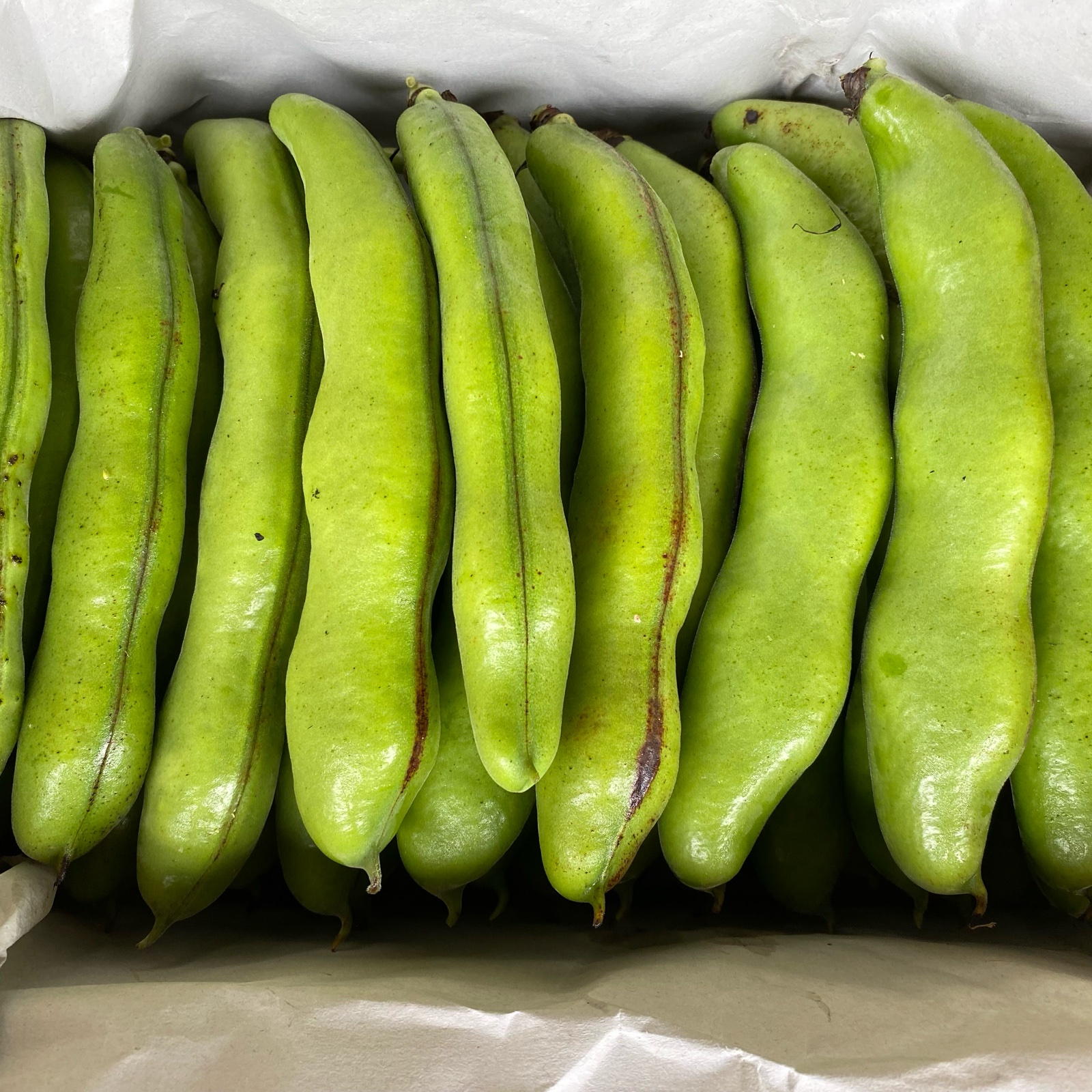 そら豆様 ピカール公式】そら豆（皮むき） 冷凍 450g / Fèves pelées – Picard