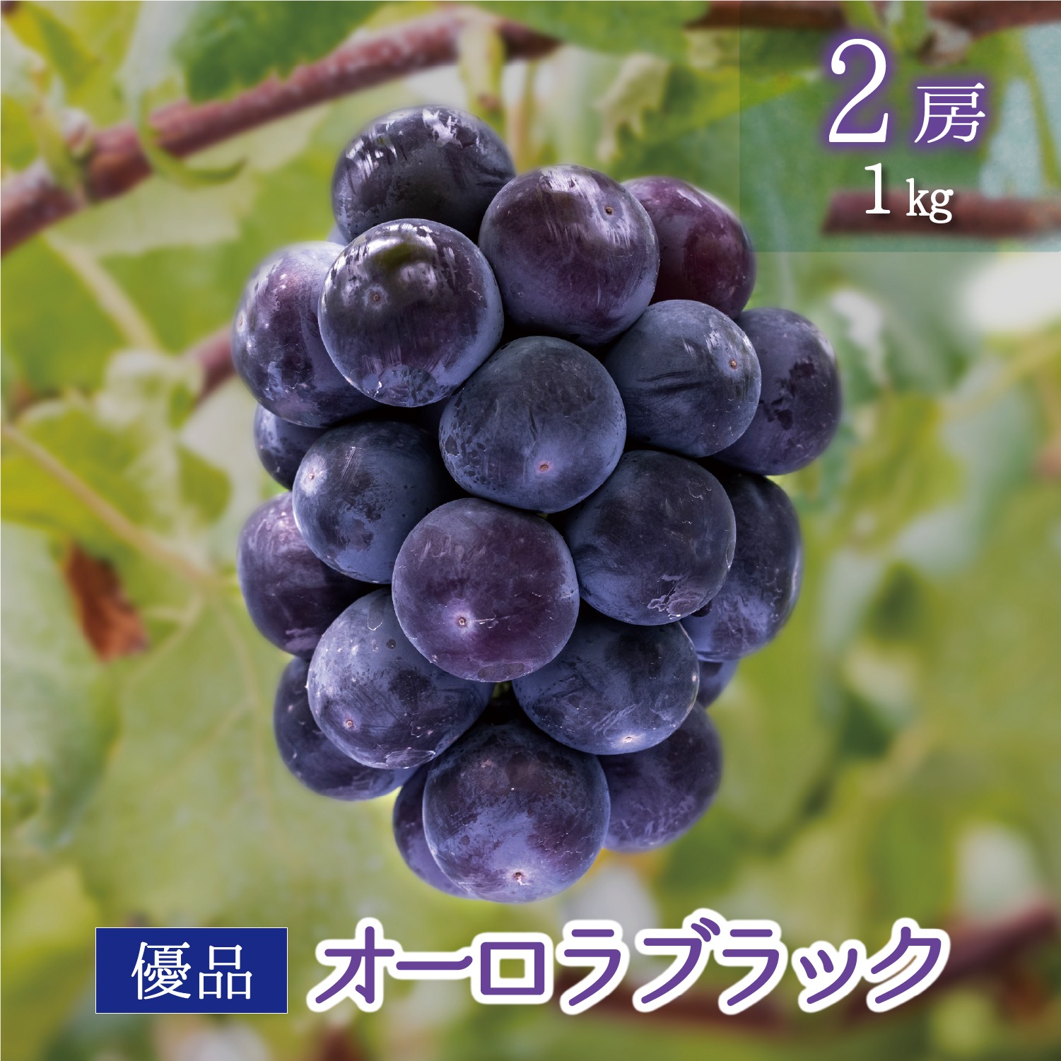 A-1 花笑み農園 岡山の『オーロラブラック』1kg（2房）【9/10～順次