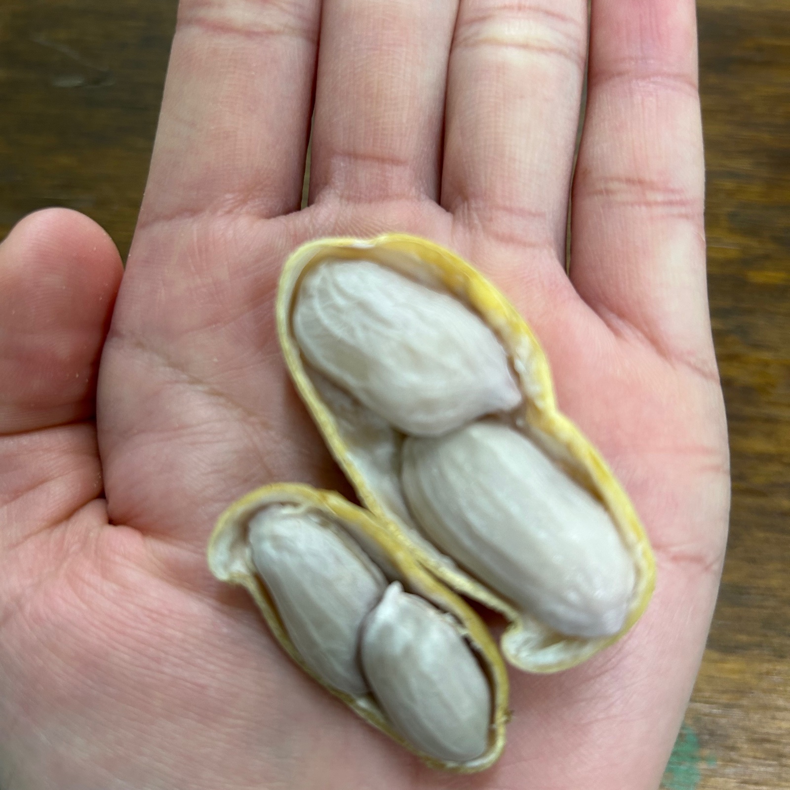 千葉への挑戦 塩茹で落花生 ｜ 野菜/豆類 産直アウル 農家・漁師など