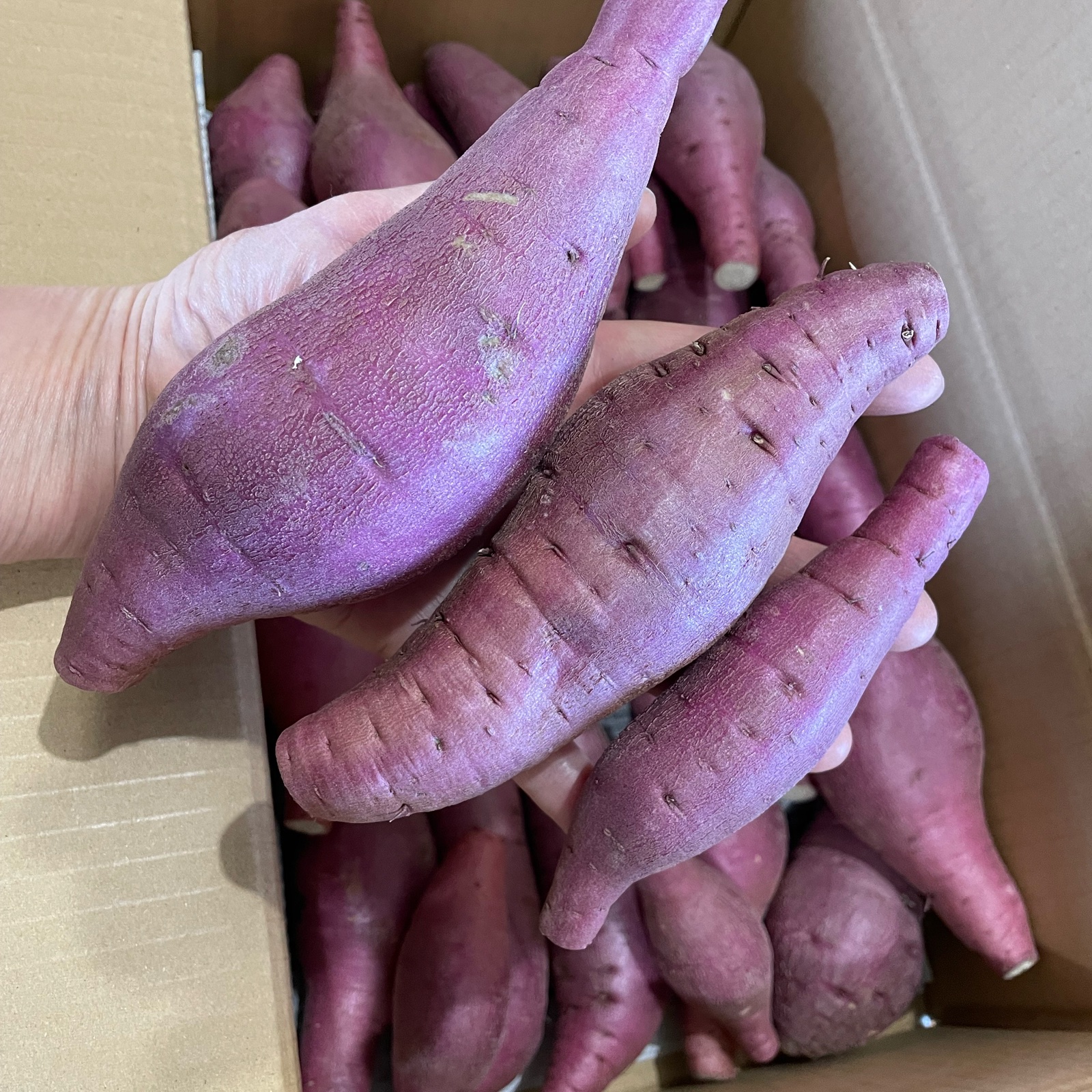 紅はるか 9.0kg (訳あり) ｜ 野菜/さつまいも 産直アウル 農家・漁師