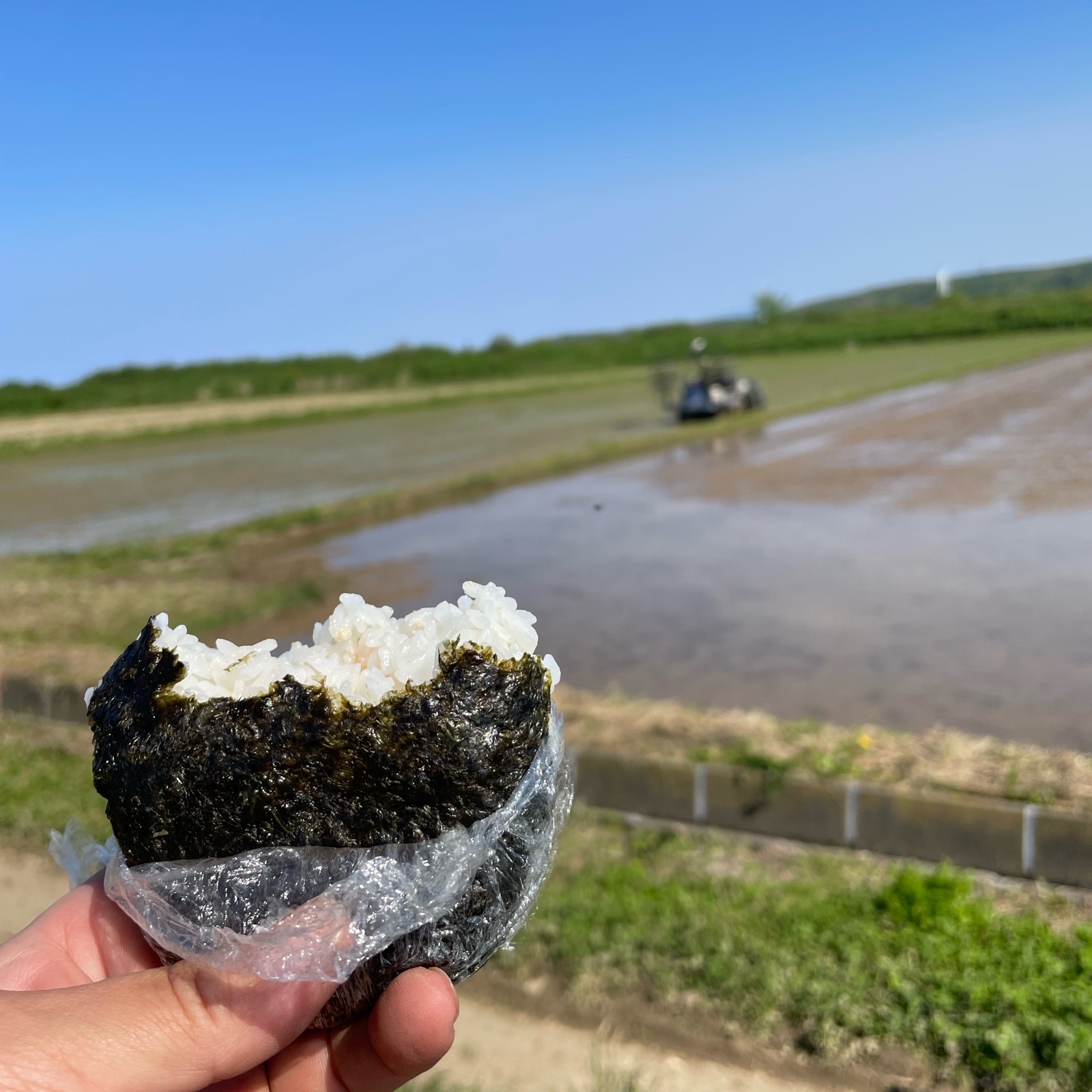 訳あり】北海道厚沢部町産ゆめぴりか10kg ｜ 米・穀物/米/精米 産直