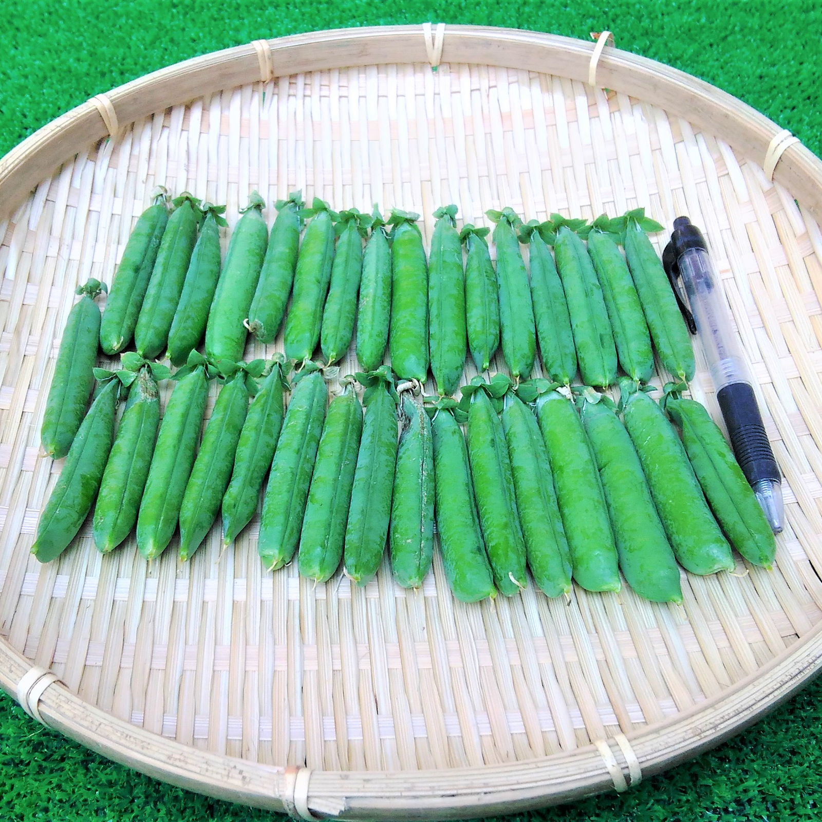 早春期限定 売り切れ必至！戸島農園NSのグリーンピース！ ｜ 野菜/豆類