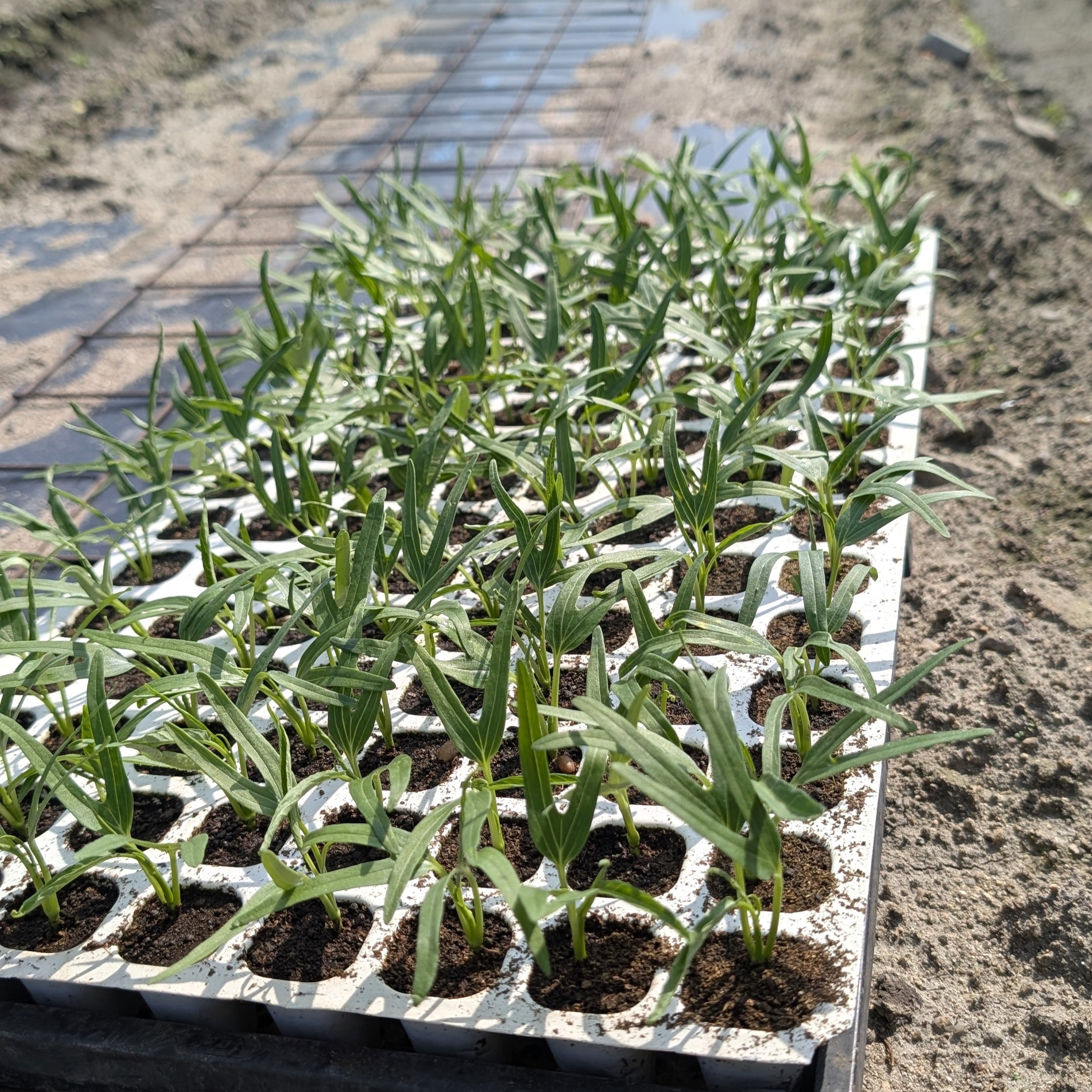 空芯菜（エンツァイ）栽培期間中農薬不使用 ｜ 野菜/葉物 産直アウル