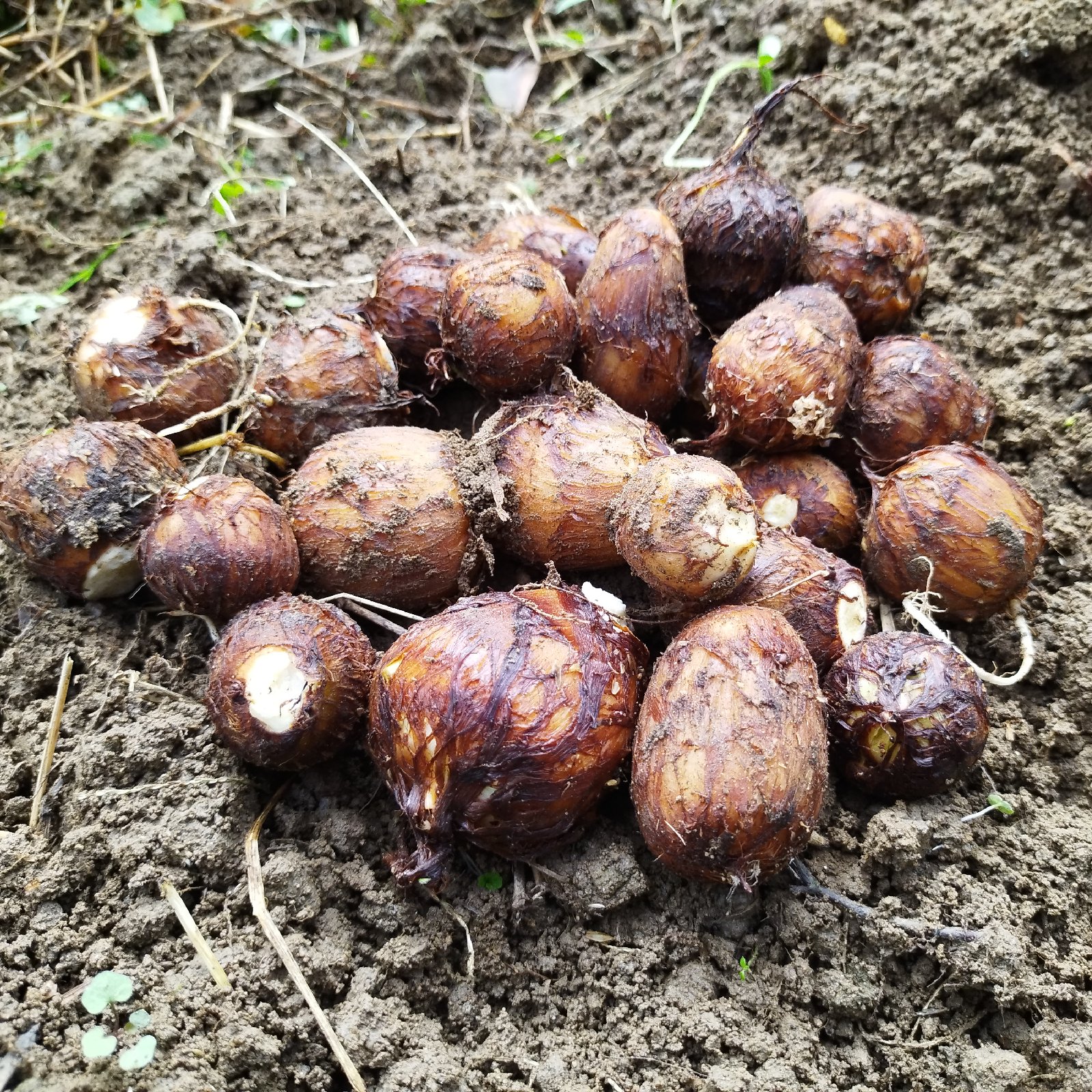 奥出雲やっちゃん農園の無農薬里芋2キロ ｜ 野菜/里いも 産直アウル