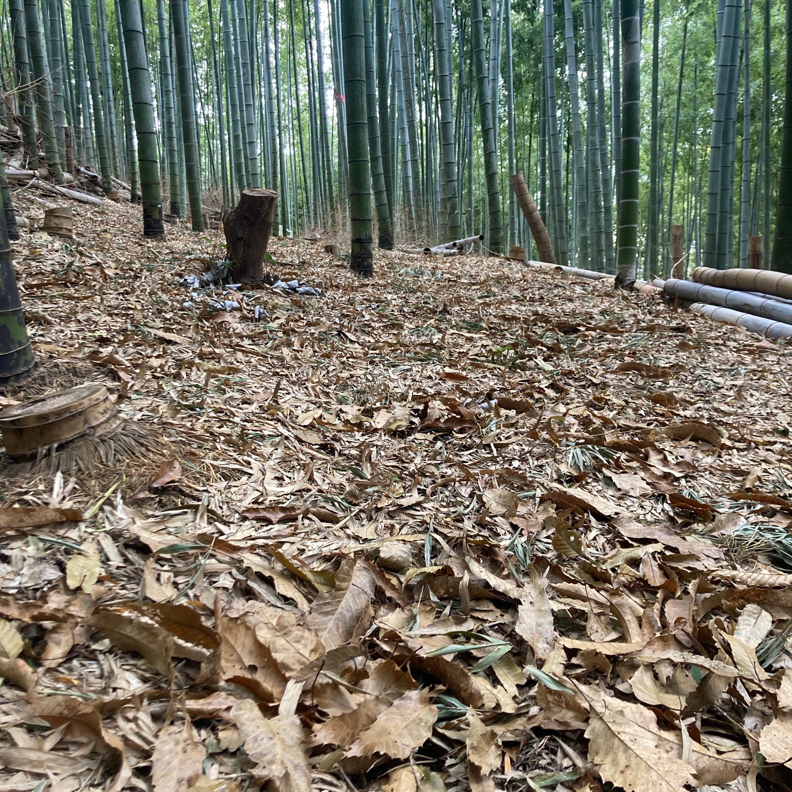 米ぬか不要】自然栽培たけのこ2kg ｜ 野菜/たけのこ 産直アウル 農家