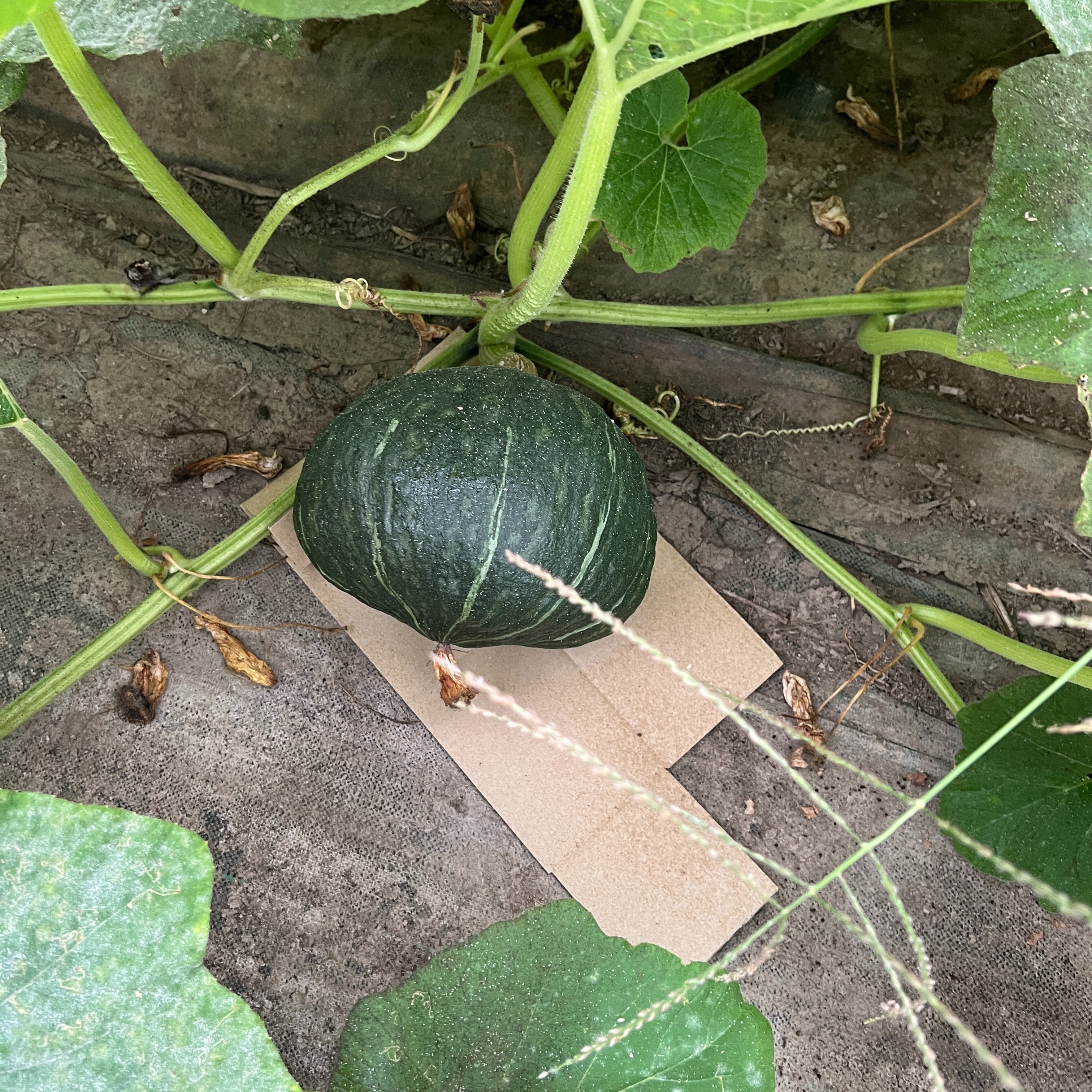 ☆栗みやこ☆ 福島県産 栽培時無農薬かぼちゃ 5玉セット（1玉 約1kg弱 