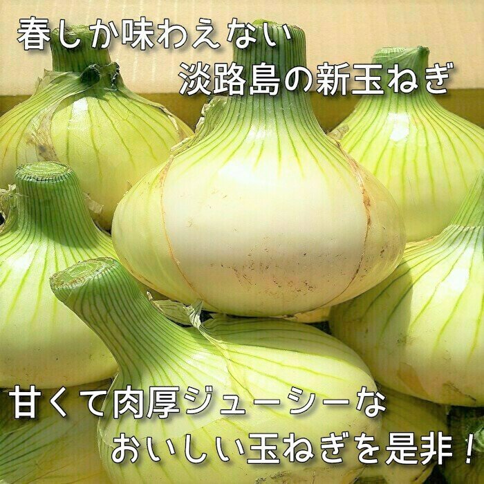 肉厚ジューシー!!大きな淡路島新玉ねぎ（3Lサイズ） 10kg ｜ 野菜