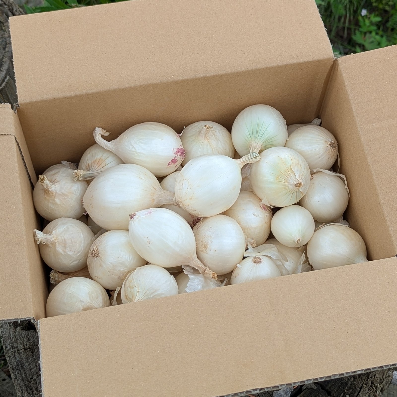 やさしい風の肥料・農薬不使用 自然栽培白玉ねぎ ｜ 野菜/玉ねぎ 産直