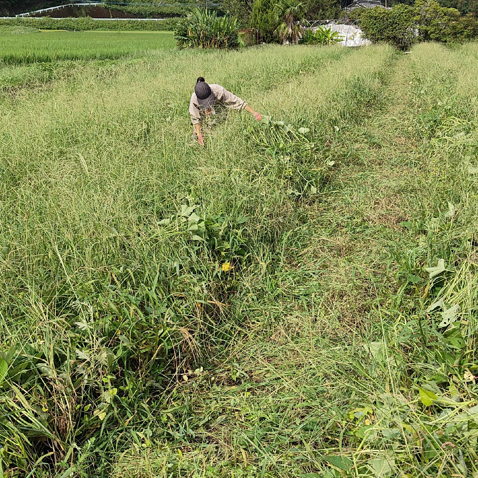 農薬不使用】栗かぐや1.5kg｜マルチ不使用・宮崎県産さつまいも