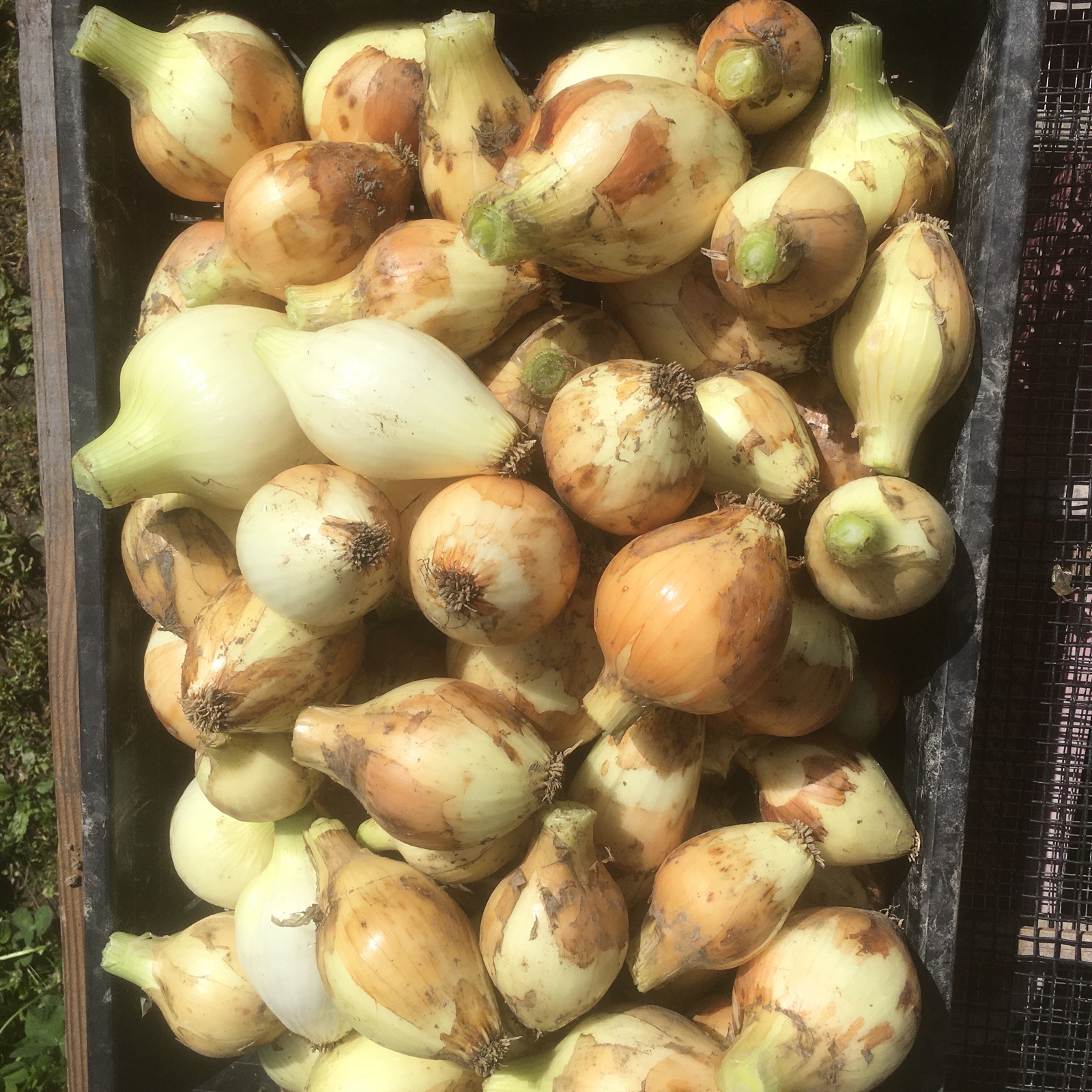 淡路島農家直送　極早生品種　玉ねぎの苗500本 淡路島農家直送 極早生品種 玉ねぎの苗500本 玉ねぎ苗（超極早生）