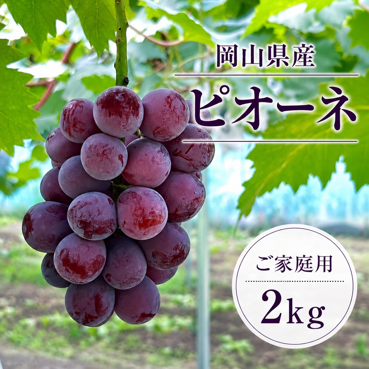 ご家庭用】岡山県産ピオーネ2kg ｜ 果物/ぶどう 産直アウル 農家・漁師