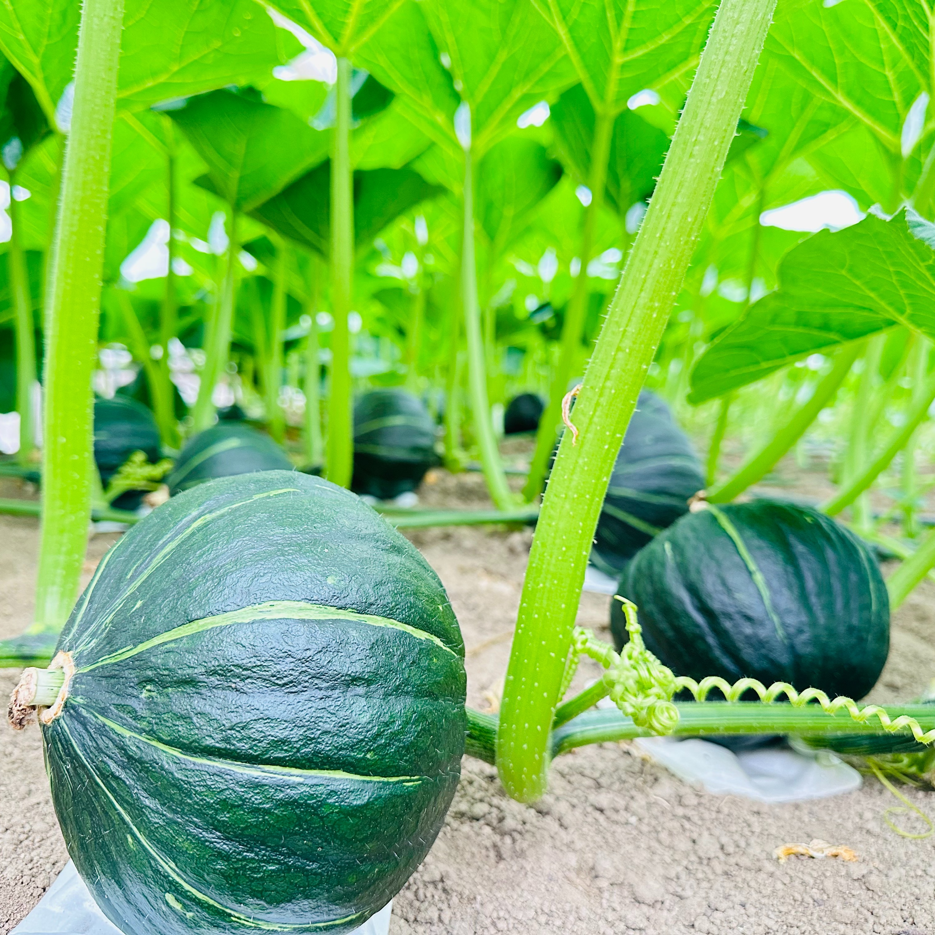 予約販売カボチャダークホース6キロ（3～4玉） ｜ 野菜/かぼちゃ 産直