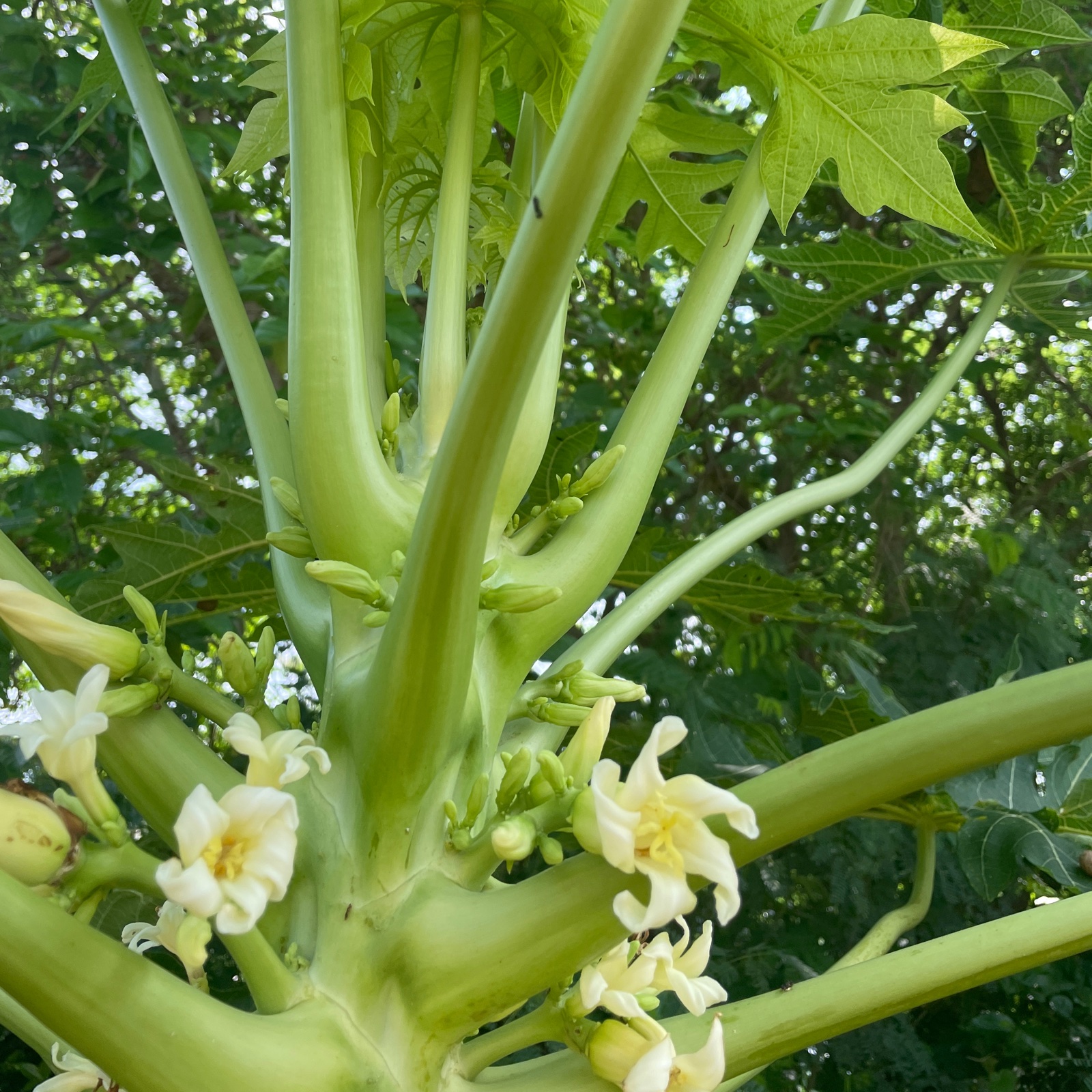 青パパイヤ 沖縄県産 ｜ 野菜/その他野菜 産直アウル 農家・漁師など