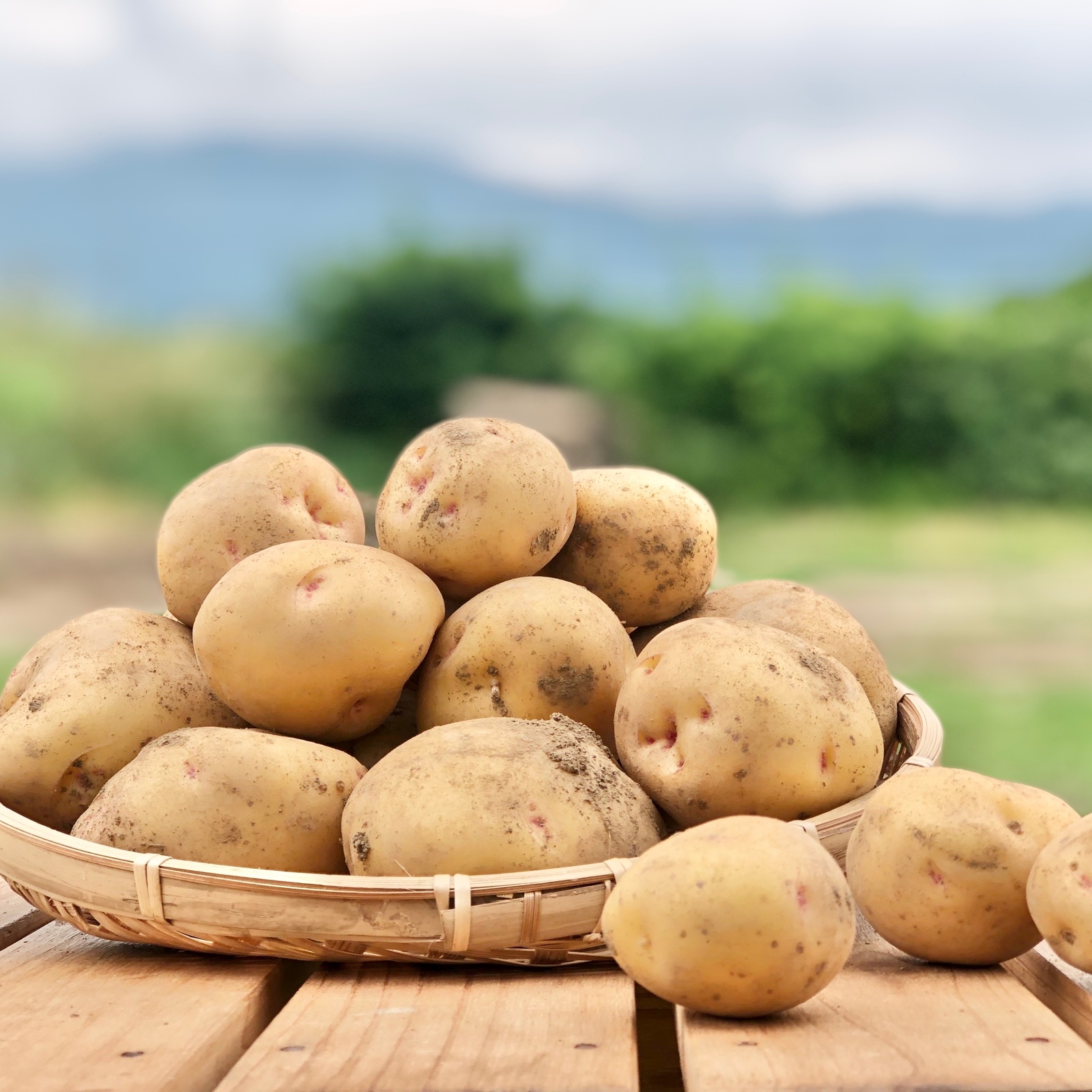 60[信州産]旬の掘りたて！土付きじゃがいも｢キタアカリ｣ | 野菜 