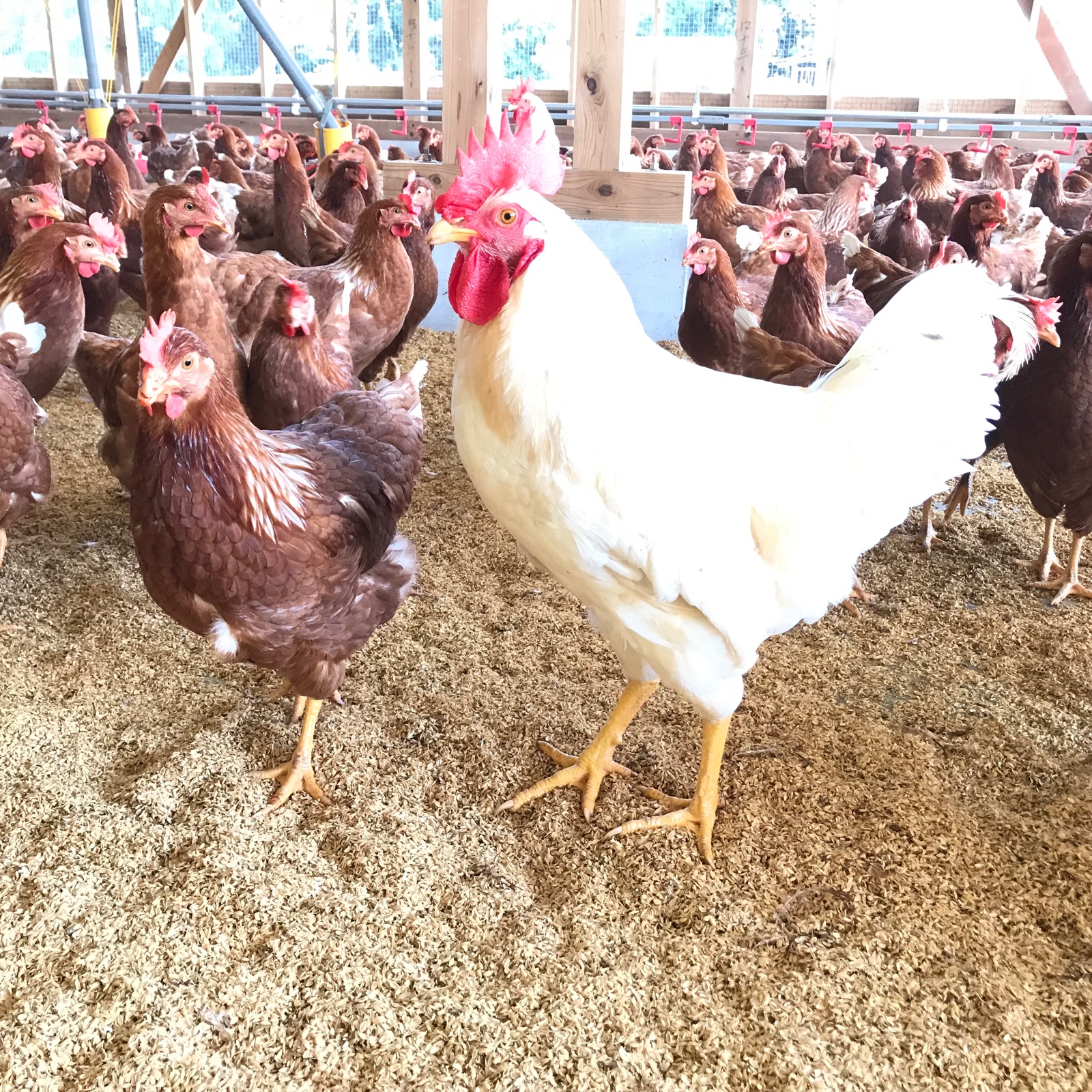 クール便】平飼いたまご(MSサイズ50個) ｜ 卵/鶏卵 産直アウル 農家