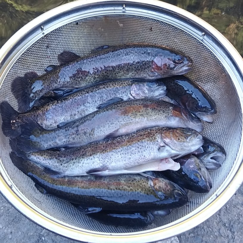 数量指定可能　ニジマス　20匹　5cm前後　稚魚　ヤマメ　ヒメマス　注意事項あり