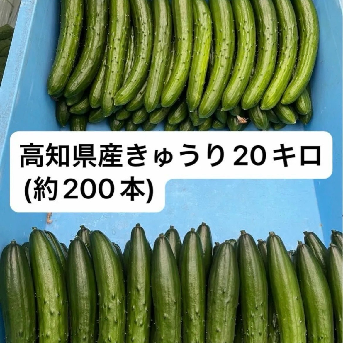 高知県産きゅうり20kg約200本入 ｜ 野菜/きゅうり 産直アウル 農家