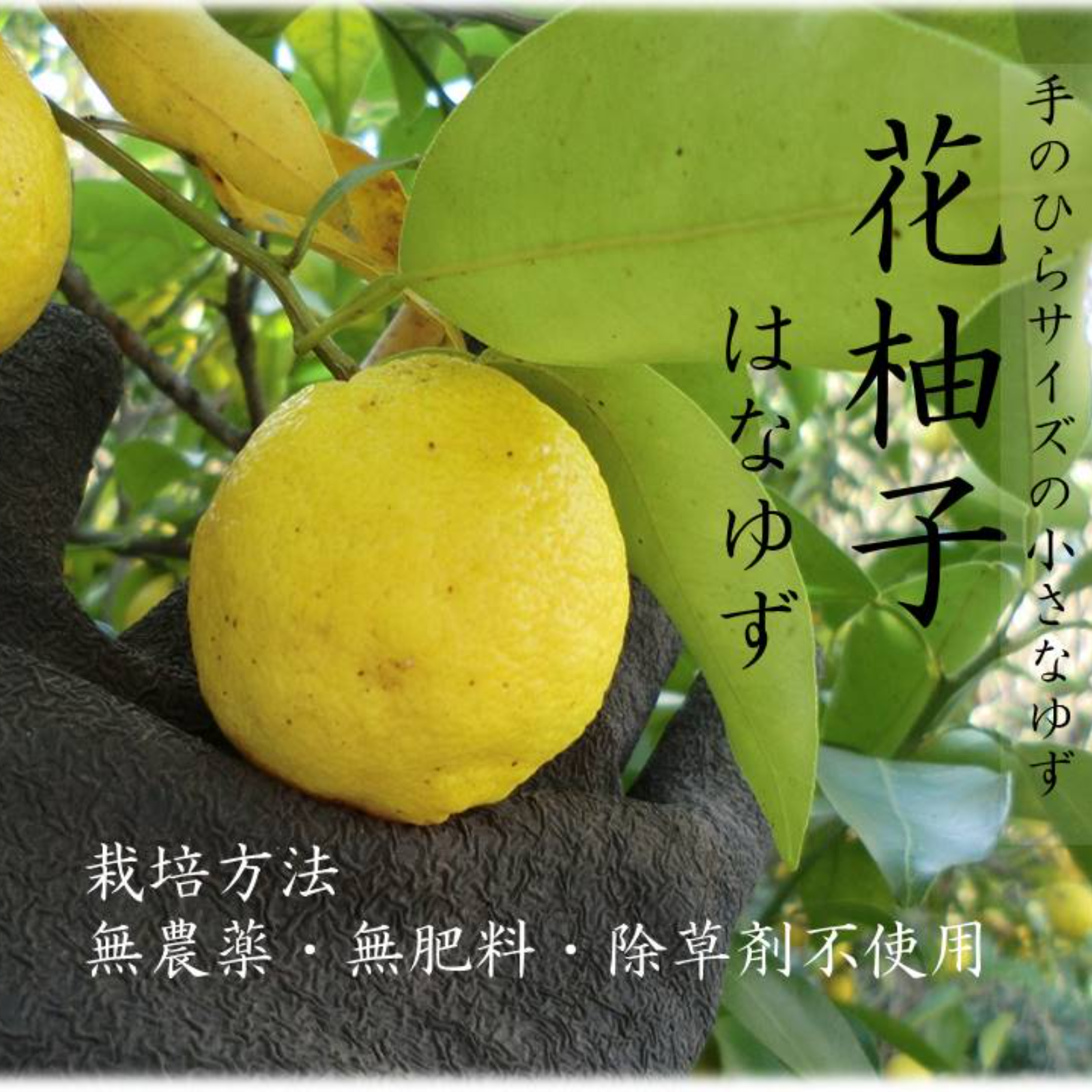 ショップ 健康的な花柚子の木、黄色の果実付き 高さ約1.2メートル 健康