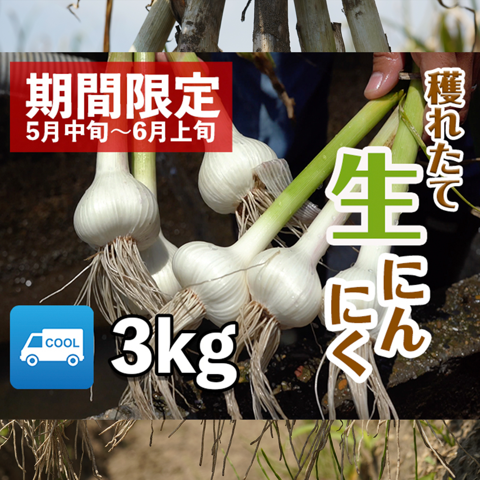 生にんにく 5キロ 愛知県産 令和8年度収穫 残りわずか。 生ニンニク