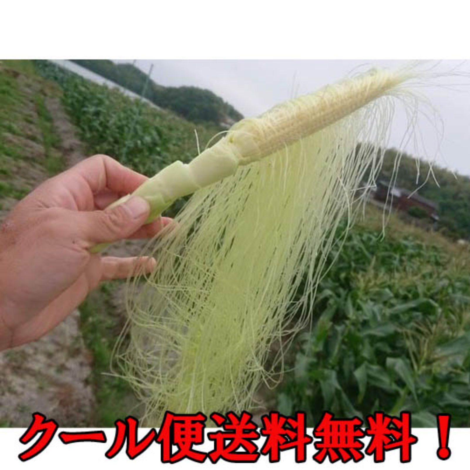 収穫して当日発送‼ヒゲまで美味しい！皮付きヤングコーン ｜ 野菜