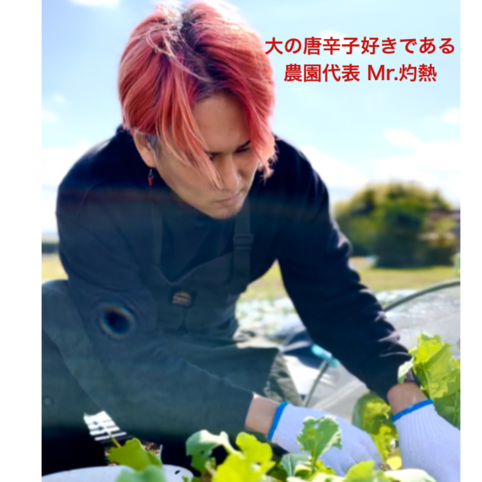 宮崎産 韓国唐辛子2kg 完熟赤唐辛子 フレッシュ 生唐辛子 収穫後農園