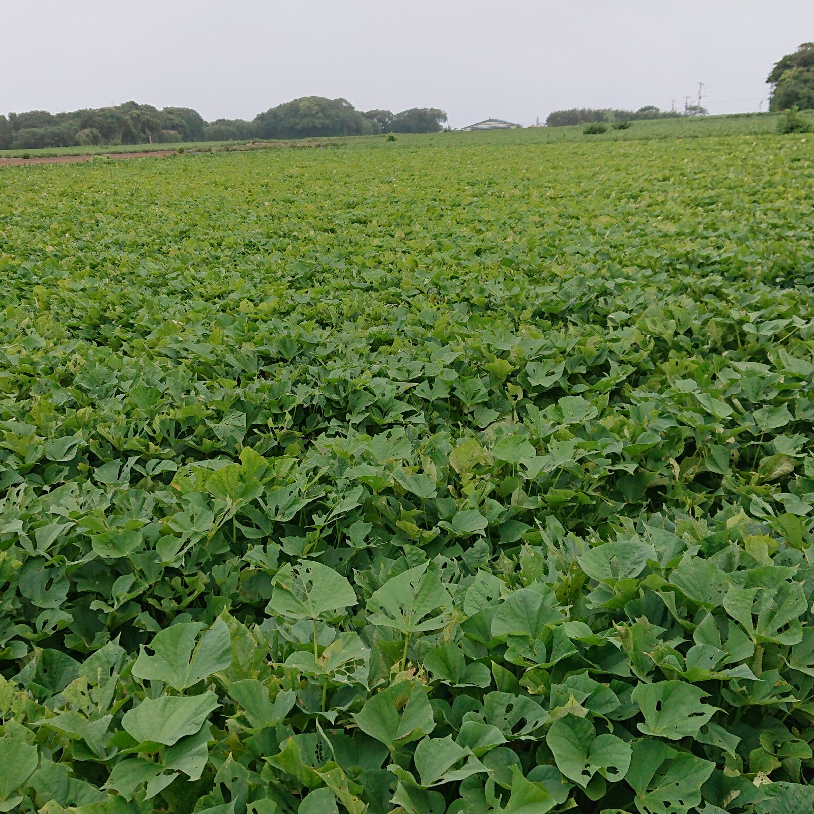 佐之衛門のすずほっくり5キロ ｜ 野菜/さつまいも 産直アウル 農家
