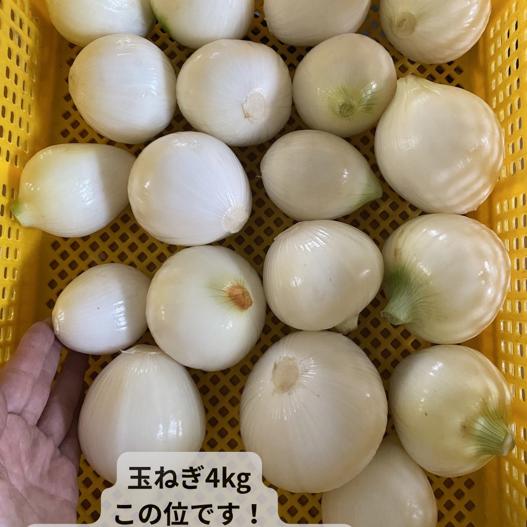 無農薬 玉ねぎ4kg 離島発送不可 ｜ 野菜/玉ねぎ 産直アウル 農家・漁師