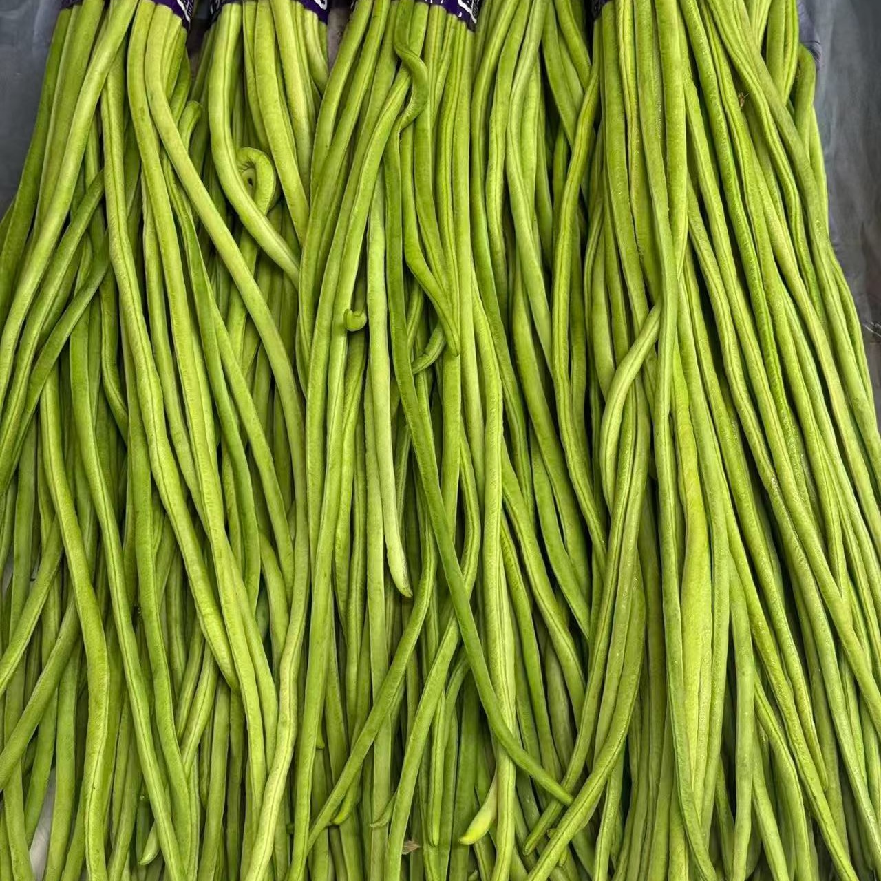 長野県産信州　三尺ささげインゲン豇豆角8kg 長野県産信州 三尺ささげインゲン豇豆角8kg 長野県産信州 三