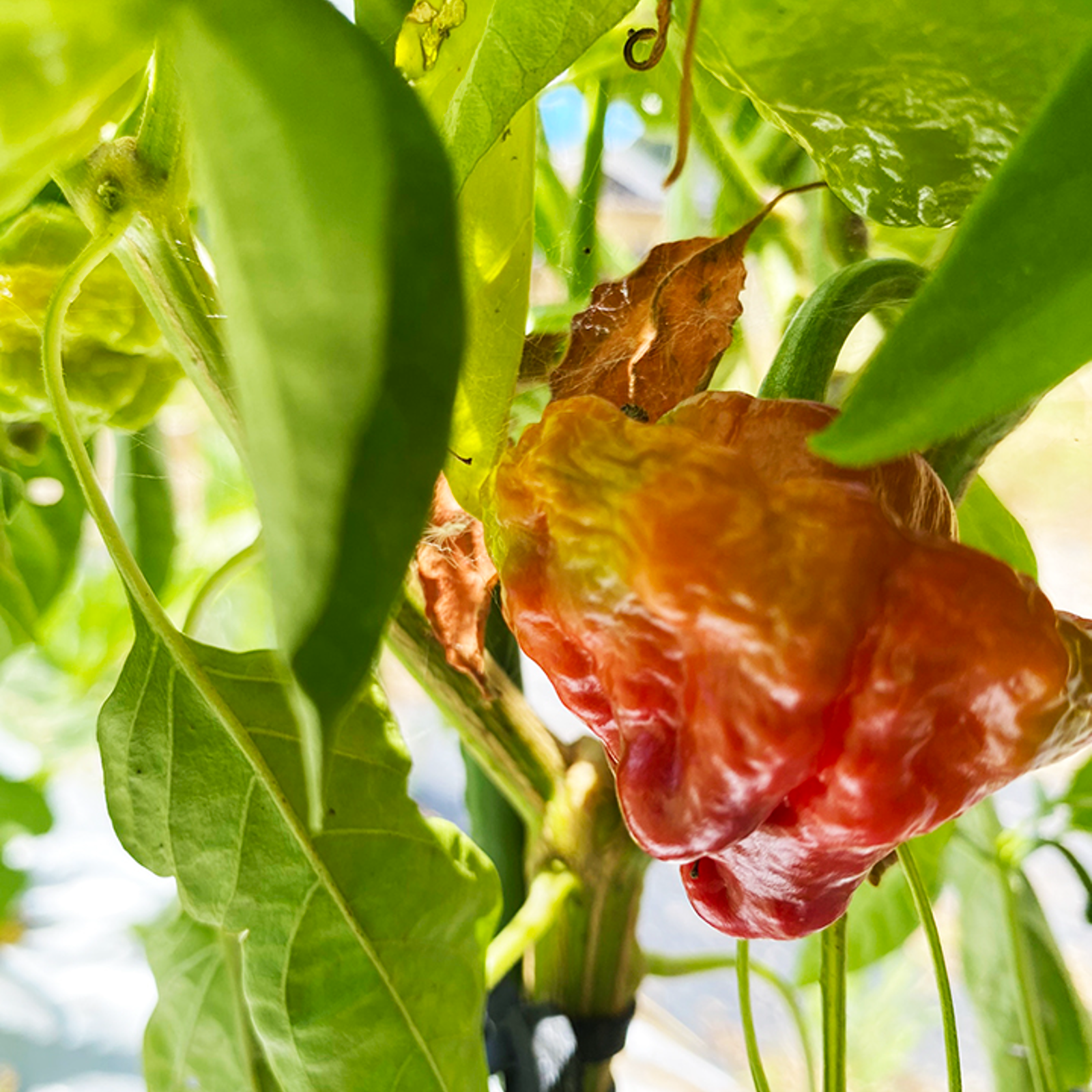 お試し】スコッチボネット（約100g） | 野菜/スパイス 産直アウル 農家