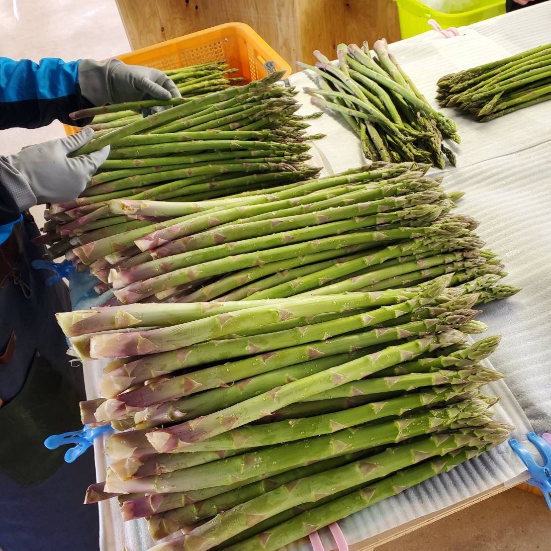 はなまる農園のめちゃ太，アスパラさぬきのめざめ2キロ 贈答用（秀品