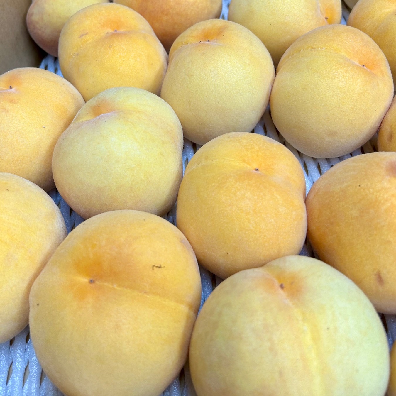 数量限定！訳あり黄金桃（米倉） 2Kg ｜ 果物/もも 産直アウル 農家