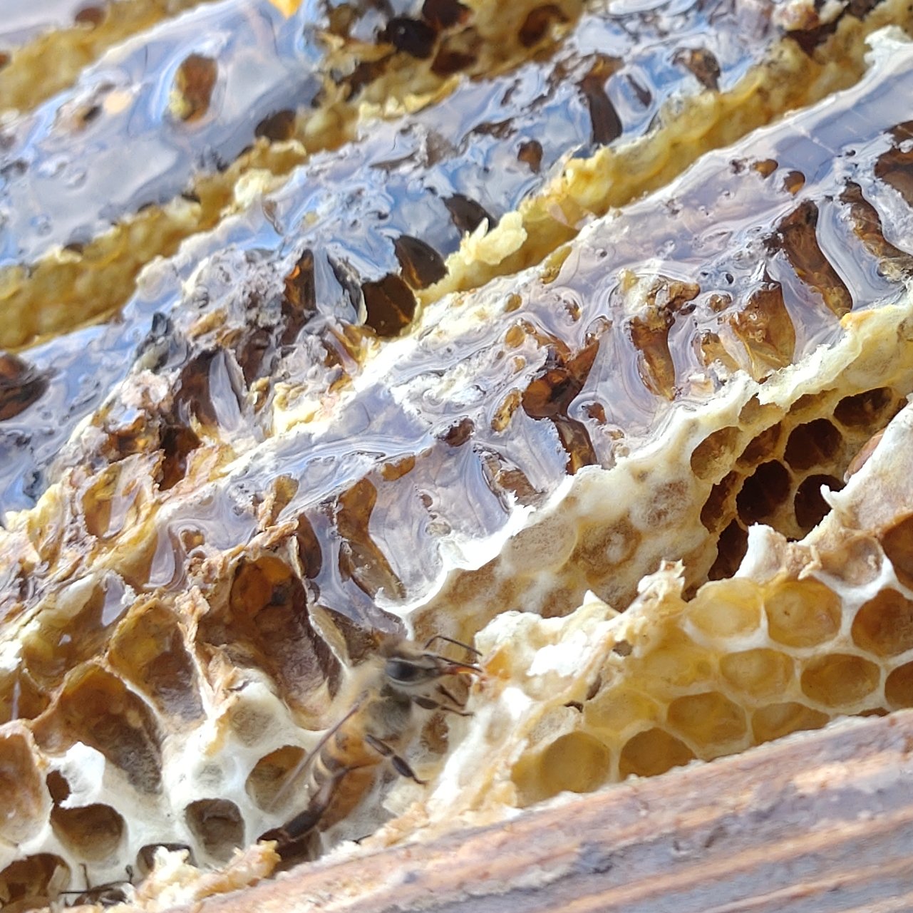 にほんミツバチ　百花蜜　国産　一部結晶化 はちみつ　天然 日本蜜蜂 はちみつ 結晶化はちみつ 百花蜜 150g | はちみつ/はちみつ