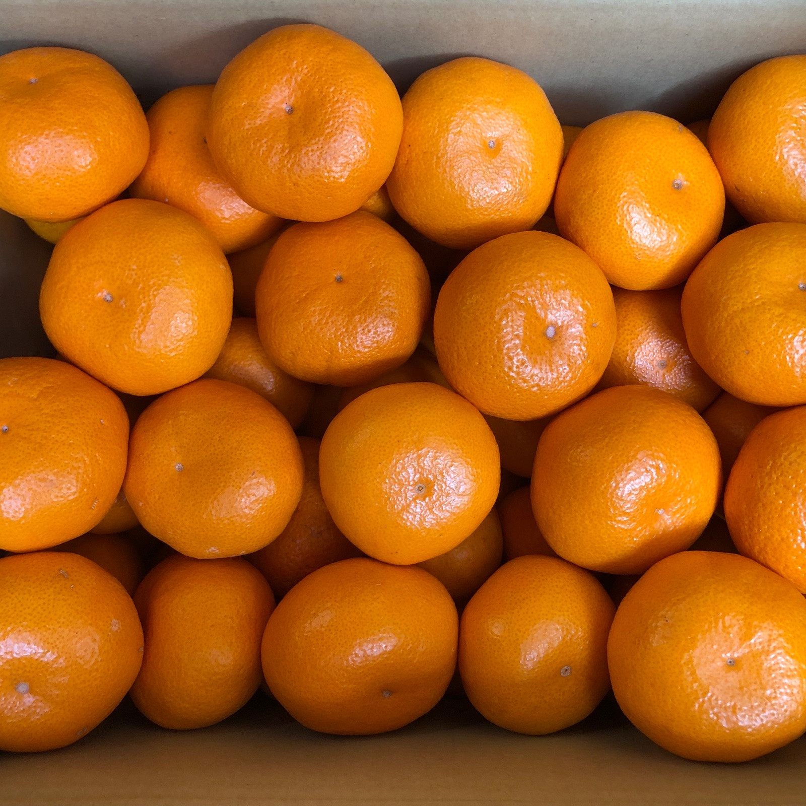 まさパパさん専用！丹生系みかん混合20kg 樹上完熟】 蔵出しみかん 丹生系 5kg サイズ混合 【特別栽培認証