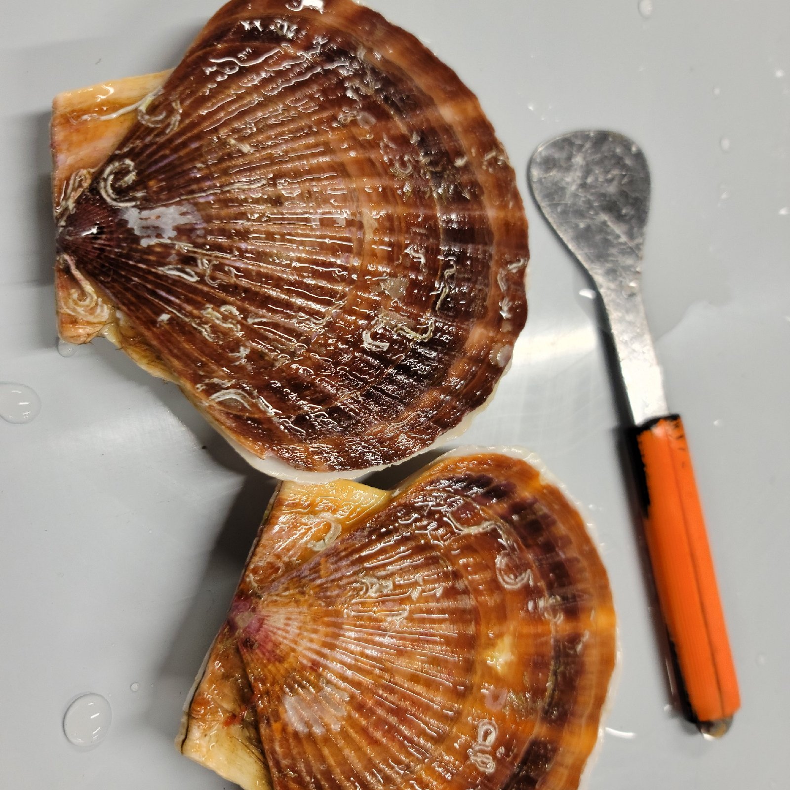 北海道産 活ホタテ3年貝 5キロ | 魚介類/ホタテ 産直アウル 農家から