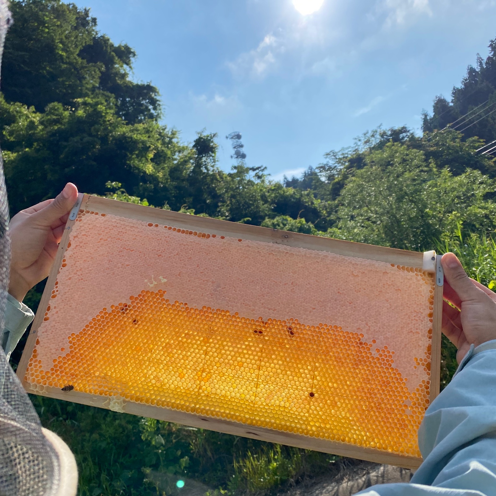 春百花蜜1000g×2本・夏百花蜜1000g×2本セット ｜ はちみつ/はちみつ