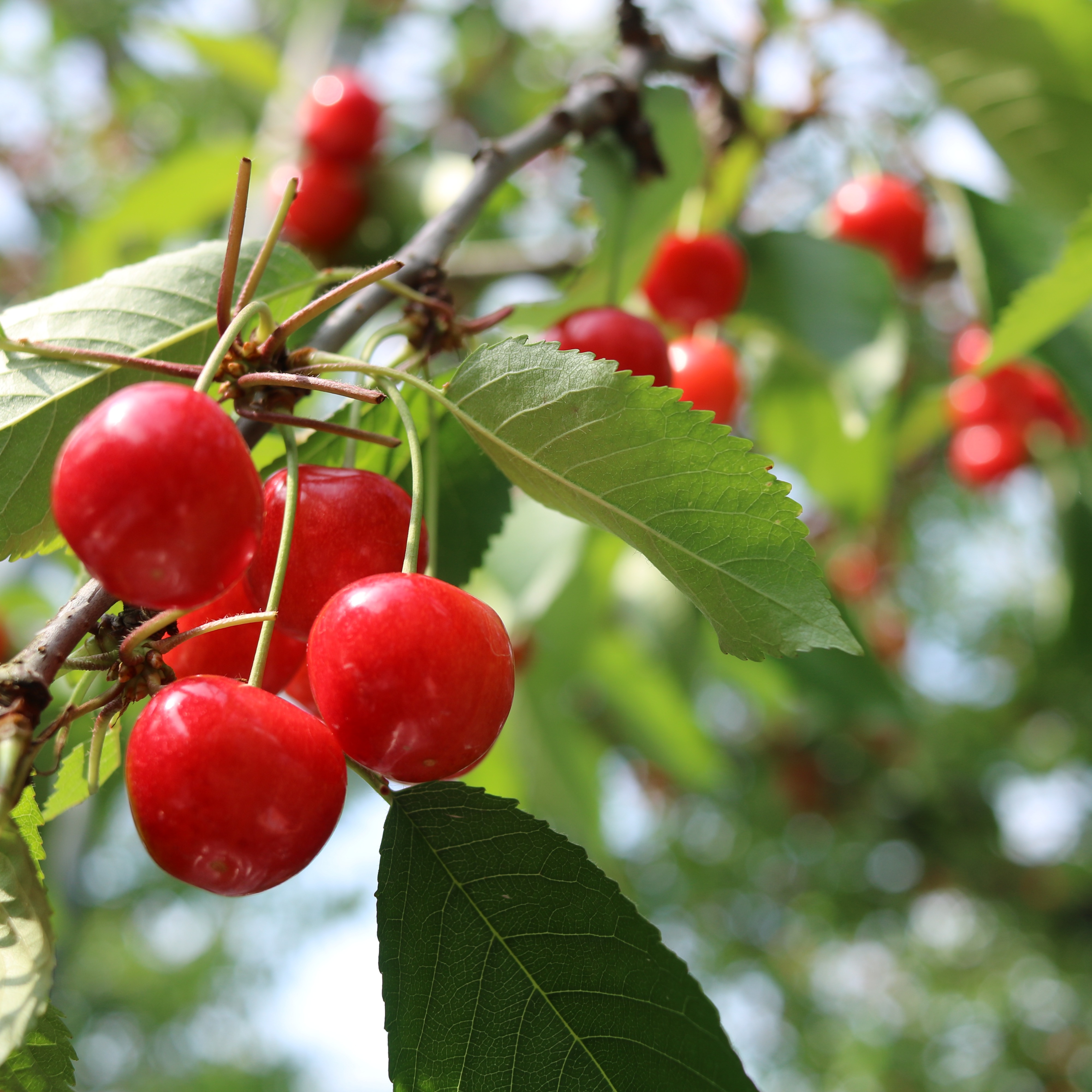 数量限定】 紅秀峰《特秀》｜朝もぎ直送 山形県東根市産 500g