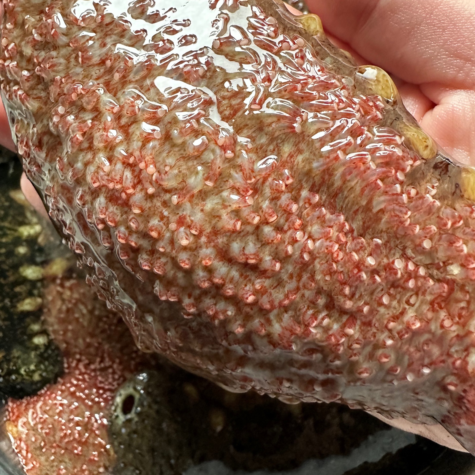 ナマコ（魚介類）の産地直送商品一覧（通販・お取り寄せ）-産直